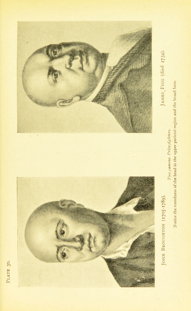 Plate Twojamous Prize-fighters. Notice the roundness of the head in the upper parietal region and the broad base.