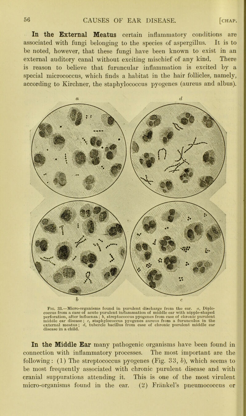 In the External Meatus certain inflammatory conditions are associated with fungi belonging to the species of aspergillus. It is to be noted, however, that these fungi have been known to exist in an external auditory canal without exciting mischief of any kind. There is reason to believe that furuncular inflammation is excited by a special micrococcus, which finds a habitat in the hair follicles, namely, according to Kirchner, the staphylococcus pyogenes (aureus and albus). CL d b c Fig. 33.—Micro-organisms found in purulent discharge from the ear. a, Diplo- coccus from a case of acute purulent inflammation of middle ear with nipple-shaped perforation, after influenza ; b, streptococcus pyogenes from case of chronic purulent middle ear disease ; c, staphylococcus pyogenes aureus from a furunculus in the external meatus ; d, tubercle bacillus from case of chronic purulent middle ear disease in a child. In the Middle Ear many pathogenic organisms have been found in connection with inflammatory processes. The most important are the following: (1) The streptococcus pyogenes (Fig. 33, b), which seems to be most frequently associated with chronic purulent disease and with cranial suppurations attending it. This is one of the most virulent micro-organisms found in the ear. (2) FrankeTs pneumococcus or