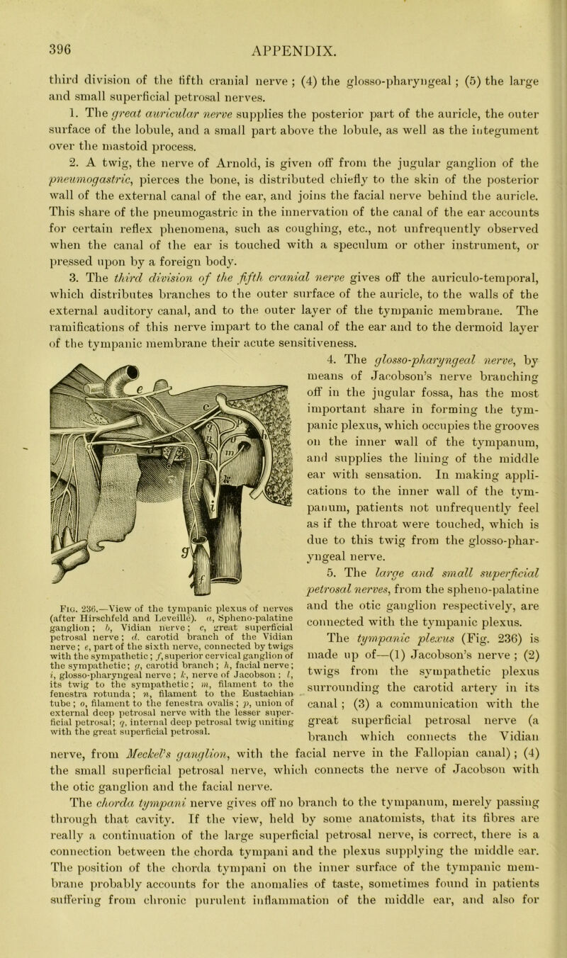 third division of the fifth cranial nerve ; (4) the glosso-pharyngeal ; (5) the large and small superficial petrosal nerves. 1. Tlie great auricular nerve supplies the posterior part of the auricle, the outer surface of the lobule, and a small part above the lobule, as well as the integument over the mastoid process. 2. A twig, the nerve of Arnold, is given off from the jugular ganglion of the pneiLmogastric, pierces the bone, is distributed chiefly to the skin of the posterior wall of the external canal of the ear, and joins the facial nerve behind the auricle. This share of the pneumogastric in the innervation of the canal of the ear accounts for certain reflex phenomena, such as coughing, etc., not unfrequently observed when the canal of the ear is touched with a speculum or other instrument, or pressed upon by a foreign body. 3. The third division of the fifth cranial nerve gives off the auriculo-temporal, which distributes branches to the outer surface of the auricle, to the walls of the external auditory canal, and to the outer layer of the tympanic membrane. The ramifications of this nerve impart to the canal of the ear and to the dermoid layer of the tympanic membrane their acute sensitiveness. Fig. 236.—View of the tympanic plexus of nerves (after Hirschfeld and Leveille). a, Spheno-palatine ganglion; b, Vidian nerve; c, great superficial petrosal nerve; d. carotid branch of the Vidian nerve; e, part of the sixth nerve, connected by twigs with the sympathetic; /.superior cervical ganglion of the sympathetic; g, carotid branch ; h, facial nerve; i, glosso-pharyngeal nerve ; A', nerve of Jacobson ; l, its twig to the sympathetic; m, filament to the fenestra rotunda; n, filament to the Eustachian tube ; o, filament to the fenestra ovalis ; p, union of external deep petrosal nerve with the lesser super- ficial petrosal; q, internal deep petrosal twig uniting with the great superficial petrosal. 4. The glosso-pharyngeal nerve, by means of Jacobson’s nerve branching off in the jugular fossa, has the most important share in forming the tym- panic plexus, which occupies the grooves on the inner wall of the tympanum, and supplies the lining of the middle ear with sensation. In making appli- cations to the inner wall of the tym- panum, patients not unfrequently feel as if the throat were touched, which is due to this twig from the glosso-phar- yngeal nerve. 5. The large and small superficial petrosal nerves, from the spheno-palatine and the otic ganglion respectively, are connected with the tympanic plexus. The tympanic plexus (Fig. 236) is made up of—(1) Jacobson’s nerve ; (2) twigs from the sympathetic plexus surrounding the carotid artery in its canal ; (3) a communication with the great superficial petrosal nerve (a branch which connects the Vidian nerve, from Meckel’s ganglion, with the facial nerve in the Fallopian canal) ; (4) the small superficial petrosal nerve, which connects the nerve of Jacobson with the otic ganglion and the facial nerve. The chorda tympani nerve gives oil'no branch to the tympanum, merely passing through that cavity. If the view, held by some anatomists, that its fibres are really a continuation of the large superficial petrosal nerve, is correct, there is a connection between the chorda tympani and the plexus supplying the middle ear. The position of the chorda tympani on the inner surface of the tympanic mem- brane probably accounts for the anomalies of taste, sometimes found in patients suffering from chronic purulent inflammation of the middle ear, and also for