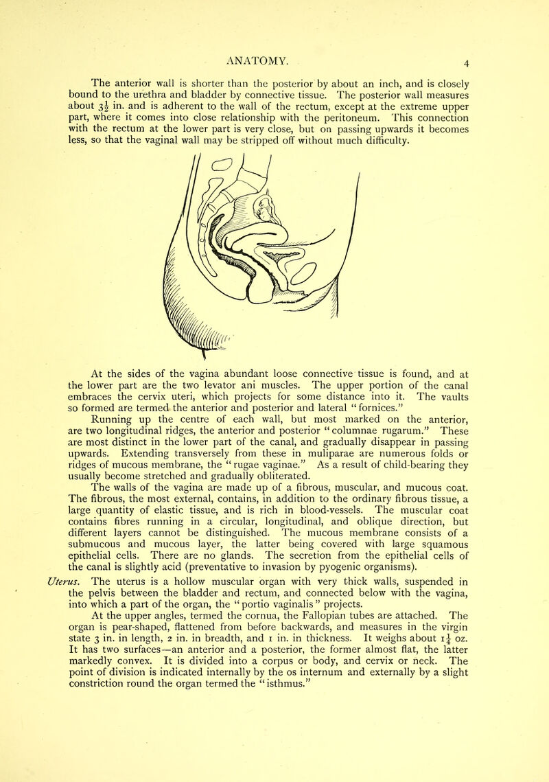 4 The anterior wall is shorter than the posterior by about an inch, and is closely bound to the urethra and bladder by connective tissue. The posterior wall measures about 3! in. and is adherent to the wall of the rectum, except at the extreme upper part, where it comes into close relationship with the peritoneum. This connection with the rectum at the lower part is very close, but on passing upwards it becomes less, so that the vaginal wall may be stripped off without much difficulty. At the sides of the vagina abundant loose connective tissue is found, and at the lower part are the two levator ani muscles. The upper portion of the canal embraces the cervix uteri, which projects for some distance into it. The vaults so formed are termed the anterior and posterior and lateral “ fornices.” Running up the centre of each wall, but most marked on the anterior, are two longitudinal ridges, the anterior and posterior “columnae rugarum.” These are most distinct in the lower part of the canal, and gradually disappear in passing upwards. Extending transversely from these in muliparae are numerous folds or ridges of mucous membrane, the “ rugae vaginae.” As a result of child-bearing they usually become stretched and gradually obliterated. The walls of the vagina are made up of a fibrous, muscular, and mucous coat. The fibrous, the most external, contains, in addition to the ordinary fibrous tissue, a large quantity of elastic tissue, and is rich in blood-vessels. The muscular coat contains fibres running in a circular, longitudinal, and oblique direction, but different layers cannot be distinguished. The mucous membrane consists of a submucous and mucous layer, the latter being covered with large squamous epithelial cells. There are no glands. The secretion from the epithelial cells of the canal is slightly acid (preventative to invasion by pyogenic organisms). Uterus. The uterus is a hollow muscular organ with very thick walls, suspended in the pelvis between the bladder and rectum, and connected below with the vagina, into which a part of the organ, the “ portio vaginalis ” projects. At the upper angles, termed the cornua, the Fallopian tubes are attached. The organ is pear-shaped, flattened from before backwards, and measures in the virgin state 3 in. in length, 2 in. in breadth, and 1 in. in thickness. It weighs about ij oz. It has two surfaces—an anterior and a posterior, the former almost flat, the latter markedly convex. It is divided into a corpus or body, and cervix or neck. The point of division is indicated internally by the os internum and externally by a slight constriction round the organ termed the “isthmus.”