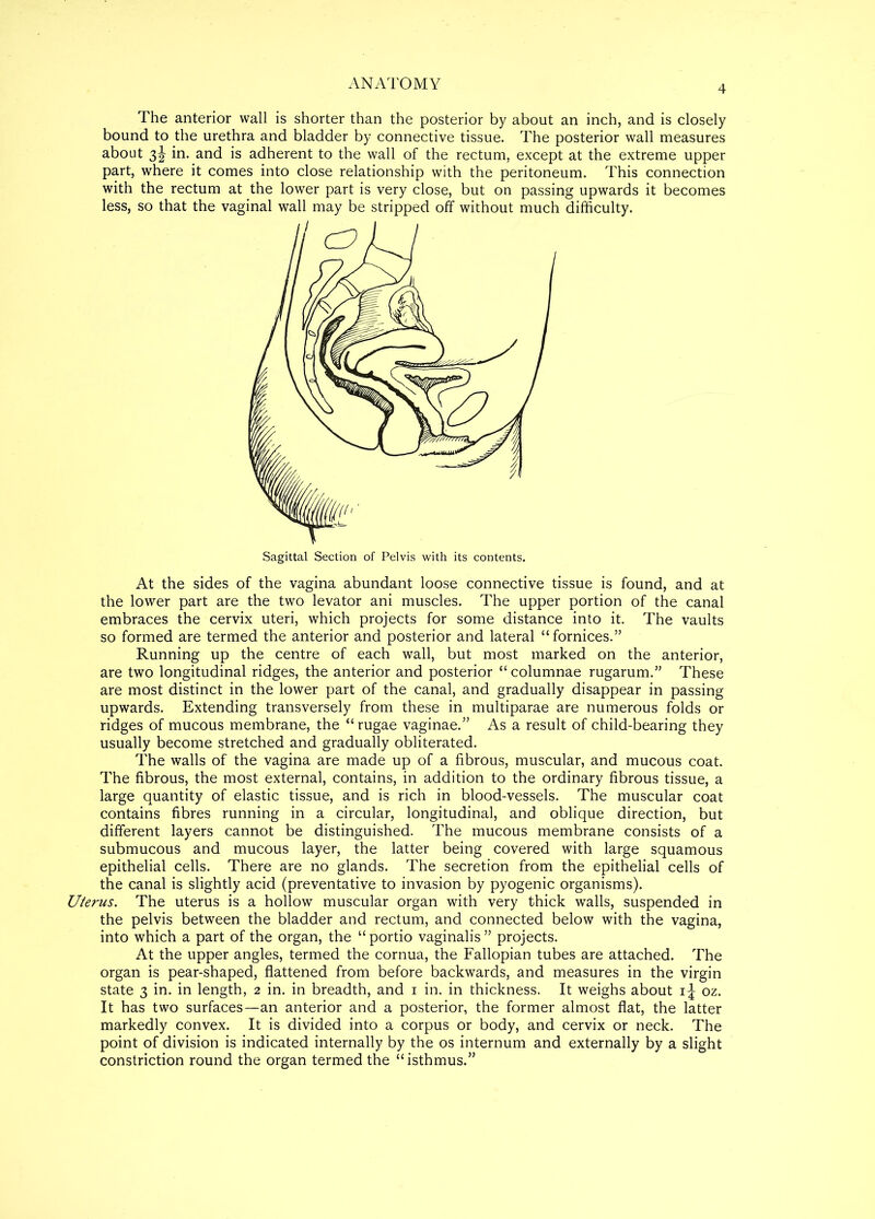 4 The anterior wall is shorter than the posterior by about an inch, and is closely bound to the urethra and bladder by connective tissue. The posterior wall measures about 3J in. and is adherent to the wall of the rectum, except at the extreme upper part, where it comes into close relationship with the peritoneum. This connection with the rectum at the lower part is very close, but on passing upwards it becomes less, so that the vaginal wall may be stripped off without much difficulty. Sagittal Section of Pelvis with its contents. At the sides of the vagina abundant loose connective tissue is found, and at the lower part are the two levator ani muscles. The upper portion of the canal embraces the cervix uteri, which projects for some distance into it. The vaults so formed are termed the anterior and posterior and lateral “fornices.” Running up the centre of each wall, but most marked on the anterior, are two longitudinal ridges, the anterior and posterior “ columnae rugarum.” These are most distinct in the lower part of the canal, and gradually disappear in passing upwards. Extending transversely from these in multiparae are numerous folds or ridges of mucous membrane, the “ rugae vaginae.” As a result of child-bearing they usually become stretched and gradually obliterated. The walls of the vagina are made up of a fibrous, muscular, and mucous coat. The fibrous, the most external, contains, in addition to the ordinary fibrous tissue, a large quantity of elastic tissue, and is rich in blood-vessels. The muscular coat contains fibres running in a circular, longitudinal, and oblique direction, but different layers cannot be distinguished. The mucous membrane consists of a submucous and mucous layer, the latter being covered with large squamous epithelial cells. There are no glands. The secretion from the epithelial cells of the canal is slightly acid (preventative to invasion by pyogenic organisms). Uterus. The uterus is a hollow muscular organ with very thick walls, suspended in the pelvis between the bladder and rectum, and connected below with the vagina, into which a part of the organ, the “ portio vaginalis ” projects. At the upper angles, termed the cornua, the Fallopian tubes are attached. The organ is pear-shaped, flattened from before backwards, and measures in the virgin state 3 in. in length, 2 in. in breadth, and 1 in. in thickness. It weighs about ij oz. It has two surfaces—an anterior and a posterior, the former almost flat, the latter markedly convex. It is divided into a corpus or body, and cervix or neck. The point of division is indicated internally by the os internum and externally by a slight constriction round the organ termed the “isthmus.”