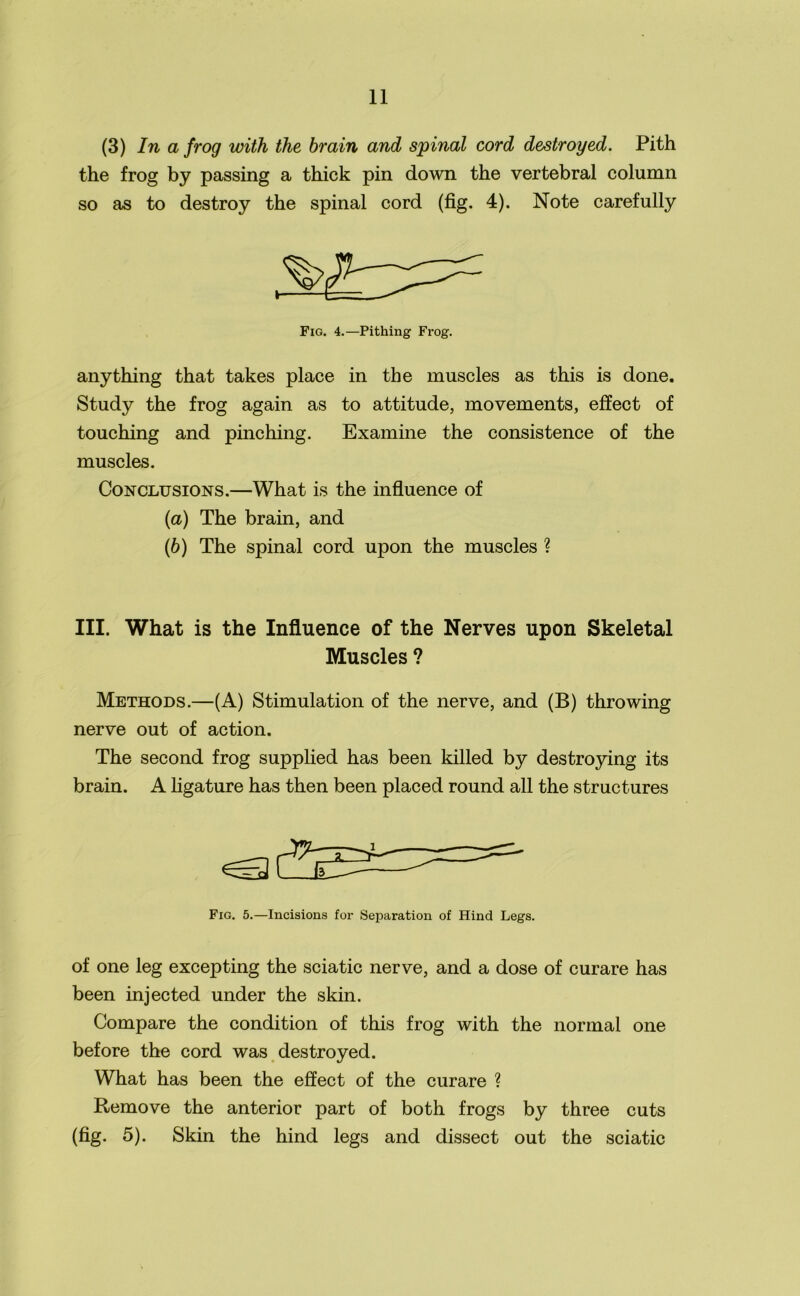 (3) In a frog with the brain and spinal cord destroyed. Pith the frog by passing a thick pin down the vertebral column so as to destroy the spinal cord (fig. 4). Note carefully Fig. 4.—Pithing Frog. anything that takes place in the muscles as this is done. Study the frog again as to attitude, movements, effect of touching and pinching. Examine the consistence of the muscles. Conclusions.—What is the influence of (a) The brain, and (b) The spinal cord upon the muscles ? III. What is the Influence of the Nerves upon Skeletal Muscles ? Methods.—(A) Stimulation of the nerve, and (B) throwing nerve out of action. The second frog supplied has been killed by destroying its brain. A ligature has then been placed round all the structures €3 Fig. 5.—Incisions for Separation of Hind Legs. of one leg excepting the sciatic nerve, and a dose of curare has been injected under the skin. Compare the condition of this frog with the normal one before the cord was destroyed. What has been the effect of the curare ? Remove the anterior part of both frogs by three cuts (fig. 5). Skin the hind legs and dissect out the sciatic