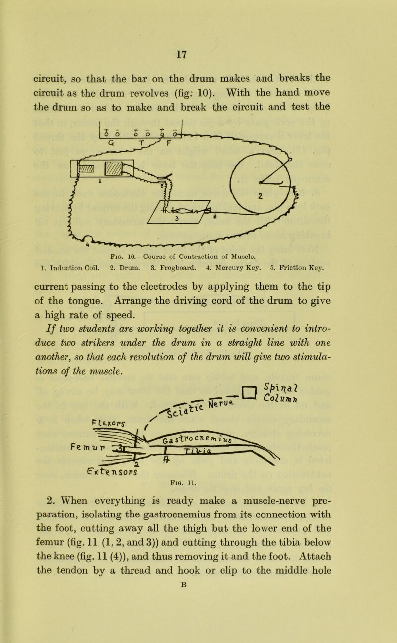 circuit, so that the bar on the drum makes and breaks the circuit as the drum revolves (fig: 10). With the hand move the drum so as to make and break the circuit and test the Fig. 10.—Course of Contraction of Muscle. 1. Induction Coil. 2. Drum. 3. Frogboard. 4. Mercury Key. 5. Friction Key. current passing to the electrodes by applying them to the tip of the tongue. Arrange the driving cord of the drum to give a high rate of speed. If two students are working together it is convenient to intro- duce two strikers under the drum in a straight line with one another, so that each revolution of the drum will give two stimula- tions of the muscle. Fig. 11. 2. When everything is ready make a muscle-nerve pre- paration, isolating the gastrocnemius from its connection with the foot, cutting away all the thigh but the lower end of the femur (fig. 11 (1,2, and 3)) and cutting through the tibia below the knee (fig. 11 (4)), and thus removing it and the foot. Attach the tendon by a thread and hook or clip to the middle hole B