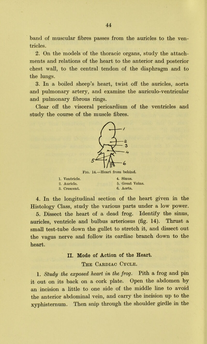 band of muscular fibres passes from the auricles to the ven- tricles. 2. On the models of the thoracic organs, study the attach- ments and relations of the heart to the anterior and posterior chest wall, to the central tendon of the diaphragm and to the lungs. 3. In a boiled sheep’s heart, twist off the auricles, aorta and pulmonary artery, and examine the auriculo-ventricular and pulmonary fibrous rings. Clear off the visceral pericardium of the ventricles and study the course of the muscle fibres. Fig. 14.—Heart from behind. 1. Ventricle. 4. Sinus. 2. Aui'icle. 5. Great Veins. 3. Crescent. 6. Aorta. 4. In the longitudinal section of the heart given in the Histology Class, study the various parts under a low power. 5. Dissect the heart of a dead frog. Identify the sinus, auricles, ventricle and bulbus arteriosus (fig. 14). Thrust a small test-tube down the gullet to stretch it, and dissect out the vagus nerve and follow its cardiac branch down to the heart. II. Mode of Action of the Heart. The Cardiac Cycle. 1. Study the exposed heart in the frog. Pith a frog and pin it out on its back on a cork plate. Open the abdomen by an incision a little to one side of the middle line to avoid the anterior abdominal vein, and carry the incision up to the xyphisternum. Then snip through the shoulder girdle in the