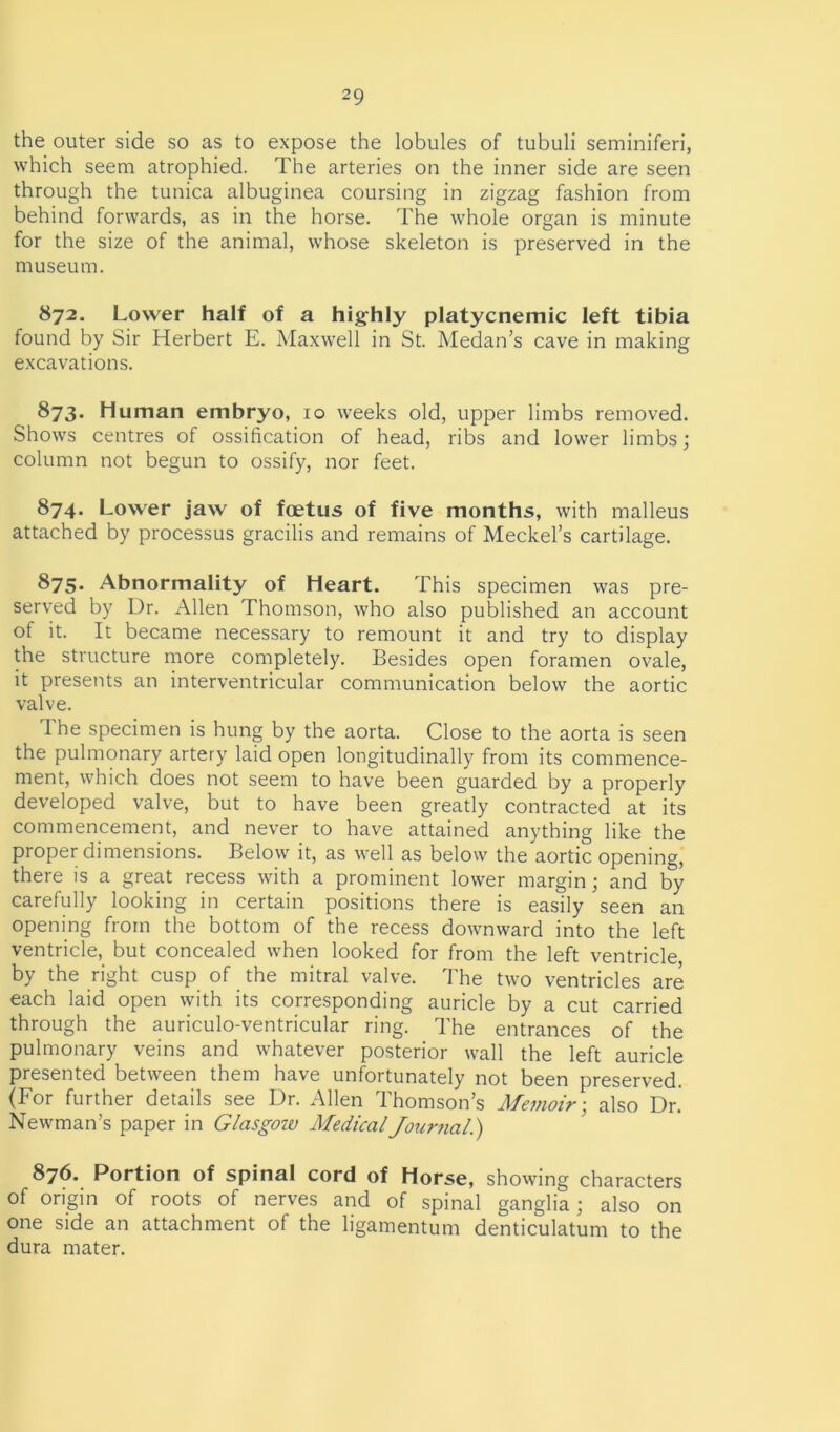 the outer side so as to expose the lobules of tubuli seminiferi, which seem atrophied. The arteries on the inner side are seen through the tunica albuginea coursing in zigzag fashion from behind forwards, as in the horse. The whole organ is minute for the size of the animal, whose skeleton is preserved in the museum. 872. Lower half of a highly platycnemic left tibia found by Sir Herbert E. Maxwell in St. Medan’s cave in making excavations. 873. Human embryo, 10 weeks old, upper limbs removed. Shows centres of ossification of head, ribs and lower limbs; column not begun to ossify, nor feet. 874. Lower jaw of foetus of five months, with malleus attached by processus gracilis and remains of Meckel’s cartilage. 875. Abnormality of Heart. This specimen was pre- served by Dr. Allen Thomson, who also published an account of it. It became necessary to remount it and try to display the structure more completely. Besides open foramen ovale, it presents an interventricular communication below the aortic valve. The specimen is hung by the aorta. Close to the aorta is seen the pulmonary artery laid open longitudinally from its commence- ment, which does not seem to have been guarded by a properly developed valve, but to have been greatly contracted at its commencement, and never to have attained anything like the proper dimensions. Below it, as well as below the aortic opening, there is a great recess with a prominent lower margin; and by carefully looking in certain positions there is easily seen an opening from the bottom of the recess downward into the left ventricle, but concealed when looked for from the left ventricle by the right cusp of the mitral valve. The two ventricles are each laid open with its corresponding auricle by a cut carried through the auriculo-ventricular ring. The entrances of the pulmonary veins and whatever posterior wall the left auricle presented between them have unfortunately not been preserved. (For further details see Dr. Allen Thomson’s Memoir; also Dr. Newman’s paper in Glasgoiv Medical Journal.) 876. Portion of spinal cord of Horse, showing characters of origin of roots of nerves and of spinal ganglia; also on one side an attachment of the ligamentum denticulatum to the dura mater.