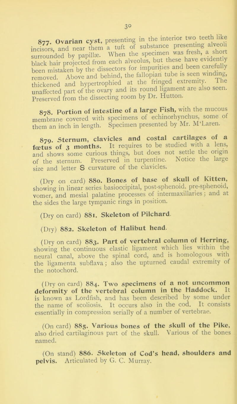 3° 877- Ovarian cyst, presenting in the interior two teeth like incisors, and near them a tuft of substance presenting a veo 1 surrounded by papillae. When the specimen was fresh, a short black hair projected from each alveolus, but these have eviden y been mistaken by the dissectors for impurities and been carefully removed. Above and behind, the fallopian tube is seen winding, thickened and hypertrophied at the fringed extremity. The unaffected part of the ovary and its round ligament are also seen. Preserved from the dissecting room by Dr. Hutton. 878 Portion of intestine of a large Fish, with the mucous membrane covered with specimens of echinorhynchus, some of them an inch in length. Specimen presented by Mr. M'Laren. 879. Sternum, clavicles and costal cartilages of a foetus of 3 months. It requires to be studied with a lens, and shows some curious things, but does not settle the origin of the sternum. Preserved in turpentine. Notice the laige size and letter S curvature of the clavicles. (Dry on card) 880. Bones of base of skull of kitten, showing in linear series basioccipital, post-sphenoid, pre-sphenoid, vomer, and mesial palatine processes of intermaxillaries; and at the sides the large tympanic rings in position. (Dry on card) 881. Skeleton of Pilchard. (Dry) 882. Skeleton of Halibut head. (Dry on card) 883. Part of vertebral column of Herring, showing the continuous elastic ligament which lies within the neural canal, above the spinal cord, and is homologous, with the ligamenta subflava; also the upturned caudal extremity of the notochord. (Dry on card) 884. Two specimens of a not uncommon deformity of the vertebral column in the Haddock. It is known as Lordfish, and has been described by some under the name of scoliosis. It occurs also in the cod. It consists essentially in compression serially of a number of vertebrae. (On card) 885. Various bones of the skull of the Pike, also dried cartilaginous part of the skull. Various of the bones named. (On stand) 886. Skeleton of Cod’s head, shoulders and pelvis. Articulated by G. C. Murray.