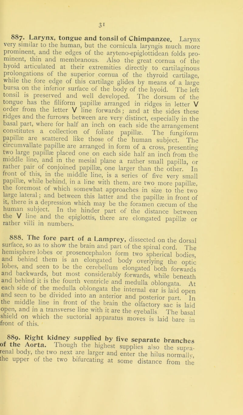 887. Larynx, tongue and tonsil of Chimpanzee. Larynx very similar to the human, but the cornicula laryngis much more prominent, and the edges of the aryteno-epiglottidean folds pro- minent, thin and membranous. Also the great cornua of the hyoid articulated at their extremities directly to cartilaginous prolongations of the superior cornua of the thyroid cartilage, while the fore edge of this cartilage glides by means of a large bursa on the inferior surface of the body of the hyoid. The left tonsil is preserved and well developed. The dorsum of the tongue has the filiform papillag arranged in ridges in letter V order from the letter V line forwards; and at the sides these ridges and the furrows between are very distinct, especially in the basal part, where for half an inch on each side the arrangement constitutes a collection of foliate papillag. The fungiform papillae are scattered like those of the human subject. The circumvallate papillag are arranged in form of a cross, presenting two large papillag placed one on each side hall an inch from the middle line, and in the mesial plane a rather small papilla, or rather pair of conjoined papillae, one larger than the other. In front of this, in the middle line, is a series of five very small papillae, while behind, in a line with them, are twro more papillae, the foremost of which somewhat approaches in size to the two large lateral; and between this latter and the papillae in front of it, theie is a depression which may be the foramen caecum of the human subject. In the hinder part of the distance between the V line and the epiglottis, there are elongated papillae or rather villi in numbers. 888. The fore part of a Lamprey, dissected on the dorsal surface, so as to show the brain and part of the spinal cord. The hemisphere lobes or prosencephalon form two spherical bodies and behind them is an elongated body overlying the optic lobes, and seen to be the cerebellum elongated bodi forwards and backwards, but most considerably forwards, while beneath and behind it is the fourth ventricle and medulla oblongata At each side of the medulla oblongata the internal ear is laid open and seen to be divided into an anterior and posterior part In the middle line in front of the brain the olfactory sac is laid open, and in a transverse line with it are the eyeballs The basal shield on which the suctorial apparatus moves is laid bare in front of this. 889. Right kidney supplied by five separate branches of the Aorta. Though the highest supplies also the supra- renal body, the two next are larger and enter the hilus normally the upper of the two bifurcating at some distance from the