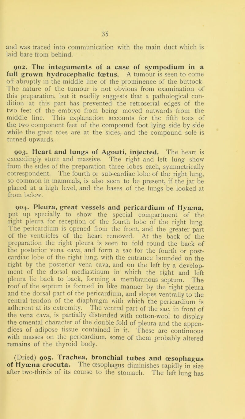 and was traced into communication with the main duct which is laid bare from behind. 902. The integuments of a case of sympodium in a full grown hydrocephalic foetus. A tumour is seen to come off abruptly in the middle line of the prominence of the buttock. The nature of the tumour is not obvious from examination of this preparation, but it readily suggests that a pathological con- dition at this part has prevented the retroserial edges of the two feet of the embryo from being moved outwards from the middle line. This explanation accounts for the fifth toes of the two component feet of the compound foot lying side by side while the great toes are at the sides, and the compound sole is turned upwards. 903. Heart and lungs of Agouti, injected. The heart is exceedingly stout and massive. The right and left lung show from the sides of the preparation three lobes each, symmetrically correspondent. The fourth or sub-cardiac lobe of the right lung, so common in mammals, is also seen to be present, if the jar be placed at a high level, and the bases of the lungs be looked at from below. 904. Pleura, great vessels and pericardium of Hyaena, put up specially to show the special compartment of the right pleura for reception of the fourth lobe of the right lung. The pericardium is opened from the front, and the greater part of the ventricles of the heart removed. At the back of the preparation the right pleura is seen to fold round the back of the posterior vena cava, and form a sac for the fourth or post- cardiac lobe of the right lung, with the entrance bounded on the right by the posterior vena cava, and on the left by a develop- ment of the dorsal mediastinum in which the right and left pleura lie back to back, forming a membranous septum. The roof of the septum is formed in like manner by the right pleura and the dorsal part of the pericardium, and slopes ventrally to the central tendon of the diaphragm with which the pericardium is adherent at its extremity. The ventral part of the sac, in front of the vena cava, is partially distended with cotton-wool to display the omental character of the double fold of pleura and the appen- dices of adipose tissue contained in it. These are continuous with masses on the pericardium, some of them probably altered remains of the thyroid body. (Dried) 905. Trachea, bronchial tubes and oesophagus of Hyaena crocuta. The oesophagus diminishes rapidly in size after two-thirds of its course to the stomach. The left lung has