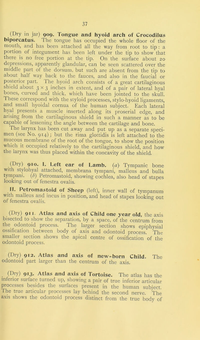 (Dry in jar) 909. Tongue and hyoid arch of Crocodilus biporcatus. The tongue has occupied the whole floor of the mouth, and has been attached all the way from root to tip : a portion of integument has been left under the tip to show that there is no free portion at the tip. On the surface about 20 depressions, apparently glandular, can be seen scattered over the middle part of the dorsum, but such are absent from the tip to about half way back to the fauces, and also in the faucial or posterior part. 1 he hyoid arch consists of a great cartilaginous shield about 3x3 inches in extent, and of a pair of lateral hyal bones, curved and thick, which have been jointed to the skull. 1 hese correspond with the styloid processes, stylo-hyoid ligaments, and small hyoidal cornua of the human subject. Each lateral hyal presents a muscle inserted along its proserial edge, and arising from the cartilaginous shield in such a manner as to be capable of lessening the angle between the cartilage and bone. The larynx has been cut away and put up as a separate speci- men (see No. 914); but the rima glottidis is left attached to the mucous membrane of the root of the tongue, to show the position which it occupied relatively to the cartilaginous shield, and how the larynx was thus placed within the concavity of the shield. (Dry) 910. I. Left ear of Lamb, («) Tympanic bone with stylohyal attached, membrana tympani, malleus and bulla tympani. (<£) Petromastoid, showing cochlea, also head of stapes looking out of fenestra ovalis. II. Petromastoid of Sheep (left), inner wall of tympanum with malleus and incus in position, and head of stapes looking out of fenestra ovalis. (Dry) 911. Atlas and axis of Child one year old, the axis bisected to show the separation, by a space, of the centrum from the odontoid process. The larger section shows epiphysial ossification between body of axis and odontoid process. The smaller section shows the apical centre of ossification of the odontoid process. (Dry) 912. Atlas and axis of new=born Child. The odontoid part larger than the centrum of the axis. . (Dry) 913. Atlas and axis of Tortoise. The atlas has the inferior surface turned up, showing a pair of true inferior articular processes besides the surfaces present in the human subject. The true articular processes lay behind the second nerve. The axis shows the odontoid process distinct from the true body of