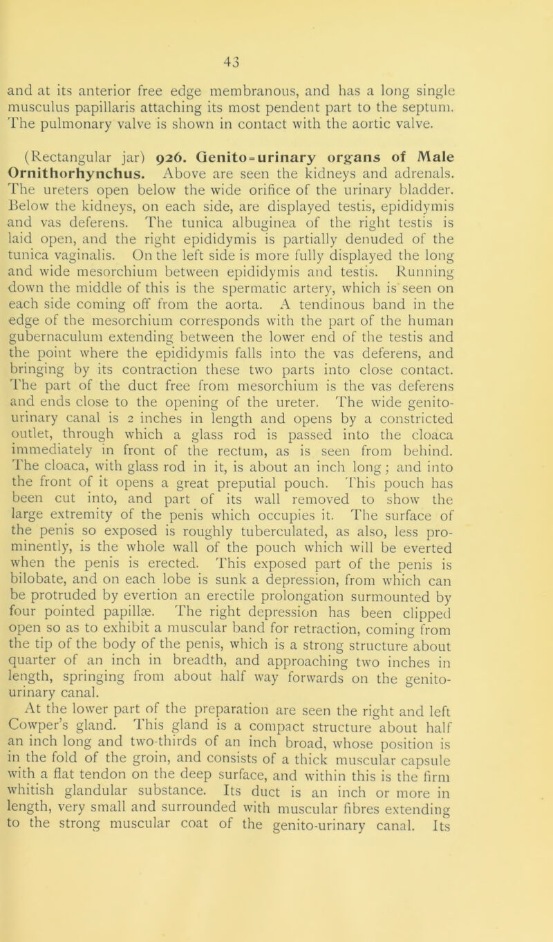 and at its anterior free edge membranous, and has a long single musculus papillaris attaching its most pendent part to the septum. The pulmonary valve is shown in contact with the aortic valve. (Rectangular jar) 926. Genito = urinary organs of Male Ornithorhynchus. Above are seen the kidneys and adrenals. The ureters open below the wide orifice of the urinary bladder. Below the kidneys, on each side, are displayed testis, epididymis and vas deferens. The tunica albuginea of the right testis is laid open, and the right epididymis is partially denuded of the tunica vaginalis. On the left side is more fully displayed the long and wide mesorchium between epididymis and testis. Running down the middle of this is the spermatic artery, which is seen on each side coming off from the aorta. A tendinous band in the edge of the mesorchium corresponds with the part of the human gubernaculum extending between the lower end of the testis and the point where the epididymis falls into the vas deferens, and bringing by its contraction these two parts into close contact. The part of the duct free from mesorchium is the vas deferens and ends close to the opening of the ureter. The wide genito- urinary canal is 2 inches in length and opens by a constricted outlet, through which a glass rod is passed into the cloaca immediately in front of the rectum, as is seen from behind. The cloaca, with glass rod in it, is about an inch long; and into the front of it opens a great preputial pouch. This pouch has been cut into, and part of its wall removed to show the large extremity of the penis which occupies it. The surface of the penis so exposed is roughly tuberculated, as also, less pro- minently, is the whole wall of the pouch which will be everted when the penis is erected. This exposed part of the penis is bilobate, and on each lobe is sunk a depression, from which can be protruded by evertion an erectile prolongation surmounted by four pointed papillae. The right depression has been clipped open so as to exhibit a muscular band for retraction, coming from the tip of the body of the penis, which is a strong structure about quarter of an inch in breadth, and approaching two inches in length, springing from about half way forwards on the genito- urinary canal. At the lower part of the preparation are seen the right and left Cowper’s gland. This gland is a compact structure about half an inch long and two-thirds of an inch broad, whose position is in the fold of the groin, and consists of a thick muscular capsule with a flat tendon on the deep surface, and within this is the firm whitish glandular substance. Its duct is an inch or more in length, very small and surrounded with muscular fibres extending to the strong muscular coat of the genito-urinary canal. Its