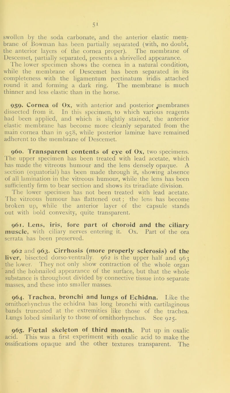 swollen by the soda carbonate, and the anterior elastic mem- brane of Bowman has been partially separated (with, no doubt, the anterior layers of the cornea proper). The membrane of Descemet, partially separated, presents a shrivelled appearance. The lower specimen shows the cornea in a natural condition, while the membrane of Descemet has been separated in its completeness with the ligamentum pectinatum iridis attached round it and forming a dark ring. The membrane is much thinner and less elastic than in the horse. 959. Cornea of Ox, with anterior and posterior ^nembranes dissected from it. In this specimen, to which various reagents had been applied, and which is slightly stained, the anterior elastic membrane has become more cleanly separated from the main cornea than in 958, while posterior laminae have remained adherent to the membrane of Descemet. 960. Transparent contents of eye of Ox, two specimens. The upper specimen has been treated with lead acetate, which has made the vitreous humour and the lens densely opaque. A section (equatorial) has been made through it, showing absence of all lamination in the vitreous humour, while the lens has been sufficiently firm to bear section and shows its triradiate division. The lower specimen has not been treated with lead acetate. The vitreous humour has flattened out; the lens has become broken up, while the anterior layer of the capsule stands out with bold convexity, quite transparent. 961. Lens, iris, fore part of choroid and the ciliary muscle, with ciliary nerves entering it. Ox. Part of the ora serrata has been preserved. 962 and 963. Cirrhosis (more properly sclerosis) of the liver, bisected dorso-ventrally. 962 is the upper half and 963 the lower. They not only show contraction of the whole organ and the hobnailed appearance of the surface, but that the whole substance is throughout divided by connective tissue into separate masses, and these into smaller masses. 964. Trachea, bronchi and lungs of Echidna. Tike the ornithorhynchus the echidna has long bronchi with cartilaginous bands truncated at the extremities like those of the trachea. Lungs lobed similarly to those of ornithorhynchus. See 925. 965. Foetal skeleton of third month. Put up in oxalic acid. This was a first experiment with oxalic acid to make the ossifications opaque and the other textures transparent. The