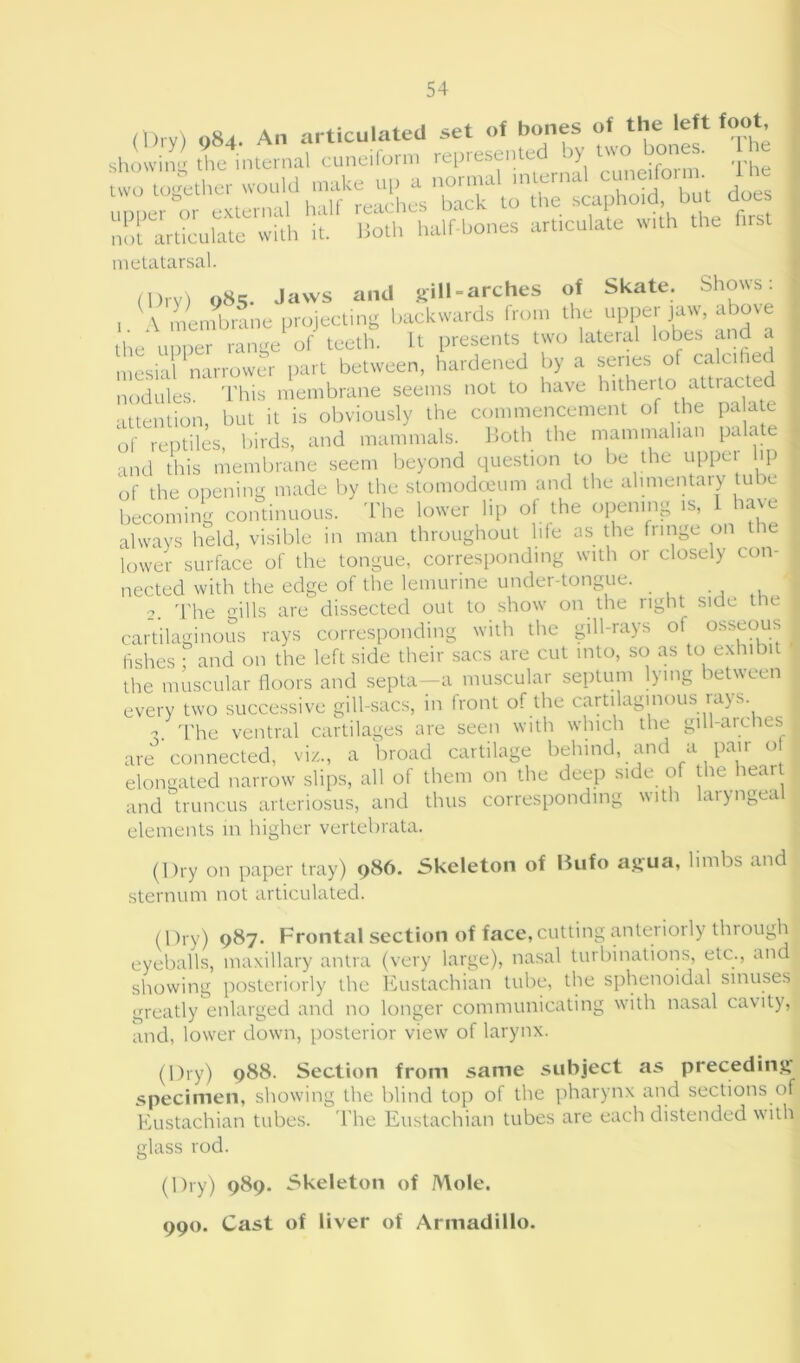 o84. An articulated set of bones of the left foot lowing thiMnternal cuneiform represented by wo bones. T e o toother would make up a normal nUernacunedb e show Lvv .either wouia maKe up a r external half reaches back to the scapho» d, but does upper or not articulate with it metatarsal. Both half-bones articulate with the first (Dry) 985. Jaws and sill-arches of Skate. Shows 1. A membrane projecting backwards from the upper ,w, above the upper range of teeth. It presents two lateral lobes and a mesial narrower part between, hardened by a series_ of calu nodules. This membrane seems not to have hitherto attracte attention, but it is obviously the commencement of the pa ate of reptiles, birds, and mammals. Both the mammalian palate and this membrane seem beyond question to be the uppei ip of the opening made by the stomodeeum and the alimentary tube becoming continuous. The lower lip of the opening is, I have always held, visible in man throughout life as the fringe on the lower surface of the tongue, corresponding with or closely con- nected with the edge of the lemurine under-tongue. 2. The mils are dissected out to show on the right side the cartilaginous rays corresponding with the gill-rays of osseous fishes ; and on the left side their sacs are cut into, so as to exhibit the muscular floors and septa—a muscular septum lying between every two successive gill-sacs, in front of the cartilaginous rays The ventral cartilages are seen with which the gill-arches O’ are connected, viz., a broad cartilage behind, and a paii of elongated narrow slips, all of them on the deep side of the heart and truncus arteriosus, and thus corresponding with laryngeal elements in higher vertehrata. (Dry on paper tray) 9*6. Skeleton of Bufo agua, limbs and sternum not articulated. (Dry) 987. Frontal section of face, cutting anteriorly through eyeballs, maxillary antra (very large), nasal turbinations, etc., and showing posteriorly the Eustachian tube, the sphenoidal sinuses greatly enlarged and no longer communicating with nasal cavity, and, lower down, posterior view of larynx. (Dry) 988. Section from same subject as preceding specimen, showing the blind top of the pharynx and sections of Eustachian tubes. The Eustachian tubes are each distended with glass rod. (Dry) 989. Skeleton of Mole. 990. Cast of liver of Armadillo.