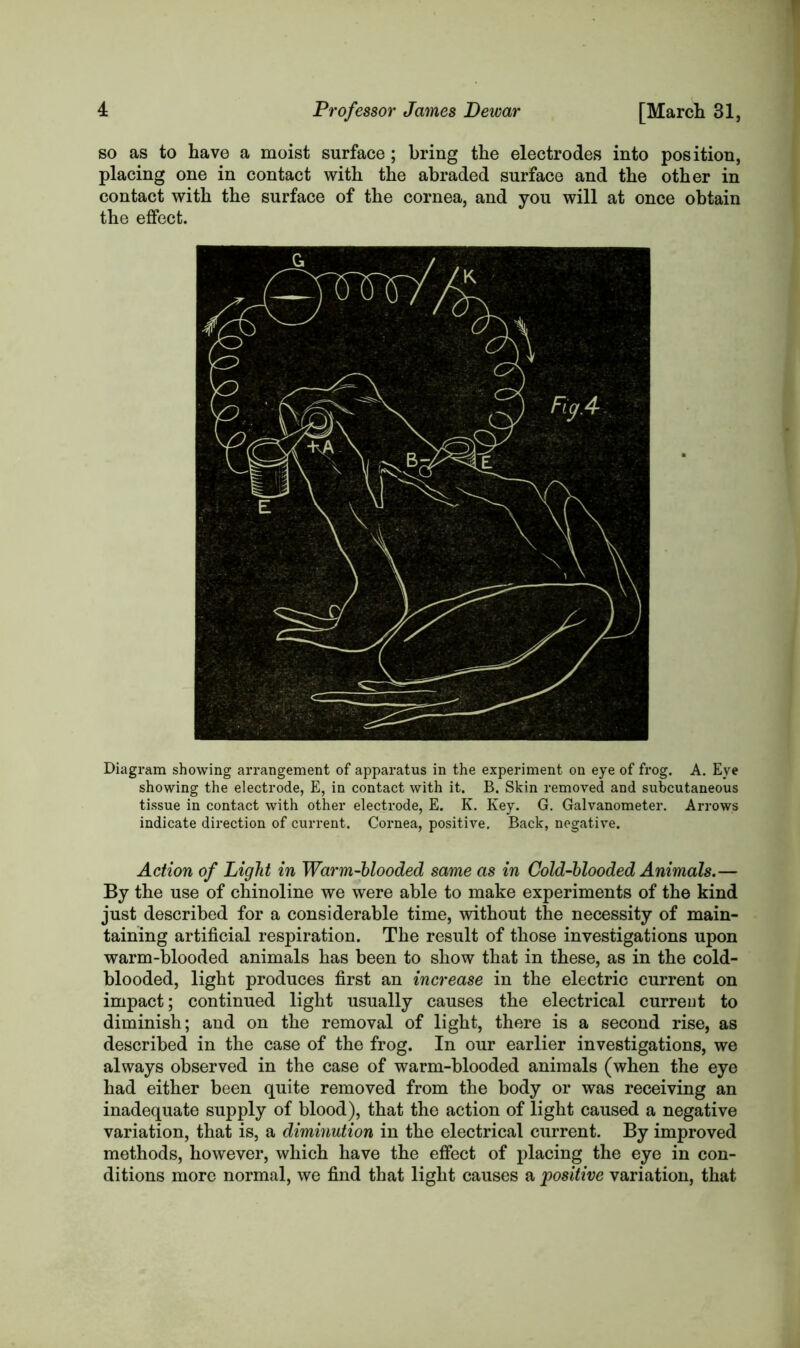 so as to have a moist surface ; bring the electrodes into position, placing one in contact with the abraded surface and the other in contact with the surface of the cornea, and you will at once obtain the effect. Diagram showing arrangement of apparatus in the experiment on eye of frog. A. Eye showing the electrode, E, in contact with it. B. Skin removed and subcutaneous tissue in contact with other electrode, E. K. Key. G. Galvanometer. Arrows indicate direction of current. Cornea, positive. Back, negative. Action of Light in Warm-blooded same as in Cold-blooded Animals.— By the use of chinoline we were able to make experiments of the kind just described for a considerable time, without the necessity of main- taining artificial respiration. The result of those investigations upon warm-blooded animals has been to show that in these, as in the cold- blooded, light produces first an increase in the electric current on impact; continued light usually causes the electrical curreut to diminish; and on the removal of light, there is a second rise, as described in the case of the frog. In our earlier investigations, we always observed in the case of warm-blooded animals (when the eye had either been quite removed from the body or was receiving an inadequate supply of blood), that the action of light caused a negative variation, that is, a diminution in the electrical current. By improved methods, however, which have the effect of placing the eye in con- ditions more normal, we find that light causes a positive variation, that