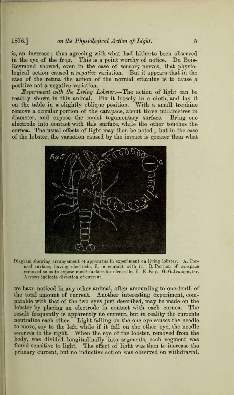 I is, an increase; thus agreeing with what had hitherto been observed in the eye of the frog. This is a point worthy of notice. Du Bois- Beymond showed, even in the case of sensory nerves, that physio- logical action caused a negative variation. But it appears that in the case of the retina the action of the normal stimulus is to cause a positive not a negative variation. Experiment with the Living Lobster.—The action of light can be readily shown in this animal. Fix it loosely in a cloth, and lay it on the table in a slightly oblique position. With a small trephine remove a circular portion of the carapace, about three millimetres in diameter, and expose the moist tegumentary surface. Bring one electrode into contact with this surface, while the other touches the cornea. The usual effects of light may then be noted ; but in the case of the lobster, the variation caused by the impact is greater than what Diagram showing arrangement ot apparatus in experiment on living lobster. A. Cor- neal surface, having electrode, E, in contact with it. B. Portion of carapace removed so as to expose moist surface for electrode, E. K. Key. G. Galvanometer. Arrows indicate direction of current. we have noticed in any other animal, often amounting to one-tenth of the total amount of current. Another interesting experiment, com- parable with that of the two eyes just described, may be made on the lobster by placing an electrode in contact with each cornea. The result frequently is apparently no current, but in reality the currents neutralize each other. Light falling on the one eye causes the needle to move, say to the left, while if it fall on the other eye, the needle swerves to the right. When the eye of the lobster, removed from the body, was divided longitudinally into segments, each segment was found sensitive to light. The effect of light was then to increase the primary current, but no inductive action was observed on withdrawal.