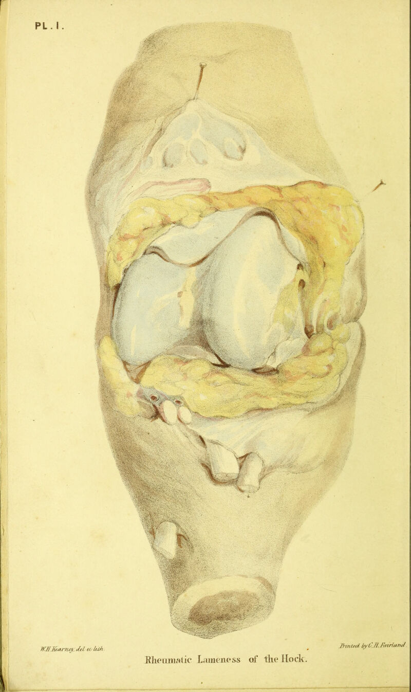 PL . I. WS.I&arney, del eotuh. Ehenmatic lameness of the Hock. 3-inttd lryC.H.FairUaui