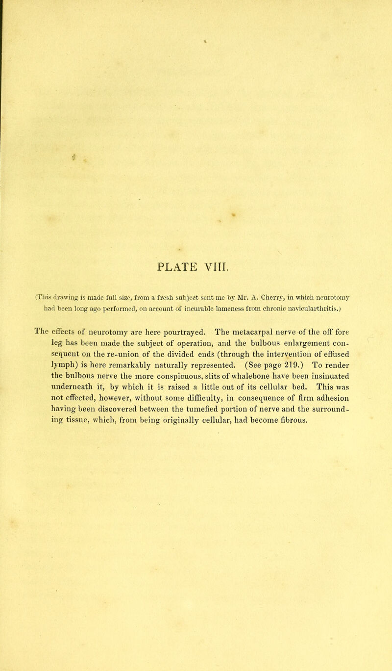 (This drawing is made full size, from a fresh subject sent me by Mr. A. Cherry, in which neurotomy had been long ago performed, on account of incurable lameness from chronic navicularthritis.) The effects of neurotomy are here pourtrayed. The metacarpal nerve of the off fore leg has been made the subject of operation, and the bulbous enlargement con- sequent on the re-union of the divided ends (through the intervention of effused lymph) is here remarkably naturally represented. (See page 219.) To render the bulbous nerve the more conspicuous, slits of whalebone have been insinuated underneath it, by which it is raised a little out of its cellular bed. This was not effected, however, without some difficulty, in consequence of firm adhesion having been discovered between the tumefied portion of nerve and the surround- ing tissue, which, from being originally cellular, had become fibrous.