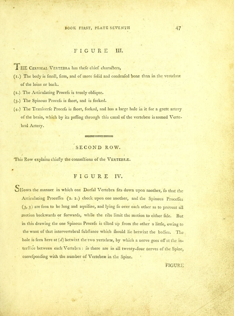 FIGURE III. THE Cervical Vertebra has thefe chief characters, (i.) The body is fmall, firm, and of more folid and condenfed bone than in the vertebrae of the loins or back. (2.)- The Articulating Procefs is truely oblique. (3.) The Spinous Procefs is Ihort, and is forked. (4.) The Tranfverfe Procefs is Ihort, forked, and has a large hole in it for a great artery of the brain, which by its palling through this canal of the vertebrae is named Verte- bral Artery. SECOND ROW. This Row explains chiefly the connexions of the Vertebra. FIGURE IV. vbllows the manner in which one Dorfal Vertebra fits down upon another, fo that the Articulating Procefles (2. 2.) check upon one another, and the Spinous Procelfes (3, 3) are feen to be long and aquiline, and lying fo over each other as to prevent all motion backwards or forwards, while the ribs limit the motion to either fide. But in this drawing the one Spinous Procefs is tilted up from the other a little, owing to the want of that intervertebral fubftance which Ihould lie betwixt the bodies. The hole is feen here at (d) betwixt the two vertebrae, by which a nerve goes off at the in- terfiice between each Vertebra : fo there are in all twenty-four nerves of the Spine, correfponding with the number of Vertebrae in the Spine. '