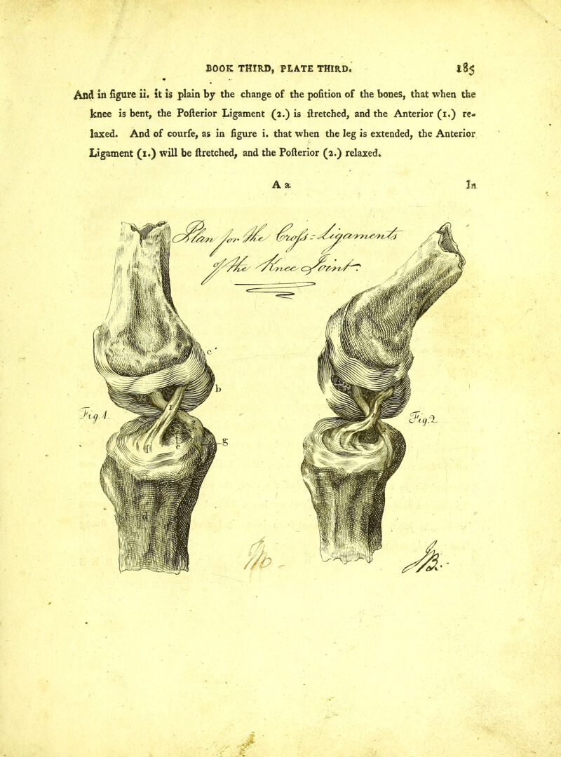 And in figure ii. it is plain by the change of the pofition of the bones, that when the knee is bent, the Poflerior Ligament (2.) is flretched, and the Anterior (i.) re- laxed. And of courfe, as in figure i. that when the leg is extended, the Anterior Ligament (1.) will be flretched, and the Poflerior (2.) relaxed. As In