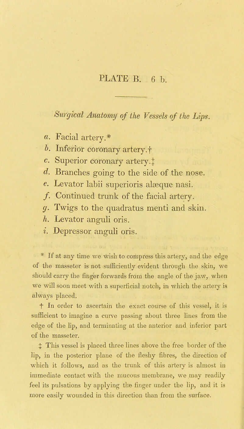 Surgical Anatomy of the Vessels of the Lips. a. Facial artery.* Inferior coronary artery.f c. Superior coronary artery.J d. Branches going to the side of the nose. €. Levator lahii superioris alaeque nasi. /. Continued trunk of the facial artery. g. Twigs to the quadratus menti and skin. h. Levator anguli oris. i. Depressor anguli oris. * If at any time we wish to compress this artery, and the edge of the masseter is not sufficiently evident through the skin, we should carry the finger forwards from the angle of the jaw, when we will soon meet with a superficial notch, in which the artery is always placed. t In order to ascertain the exact course of this vessel, it is sufficient to imagine a curve passing about three lines from the edge of the lip, and terminating at the anterior and inferior part of the masseter. This vessel is placed three lines above the free border of the lip, in the posterior plane of the fleshy fibres, the direction of which it follows, and as the trunk of this artery is almost in immediate contact with the mucous membrane, we may readily feel its pulsations by applying the finger under the lip, and it is more easily wounded in this direction than from the surface.