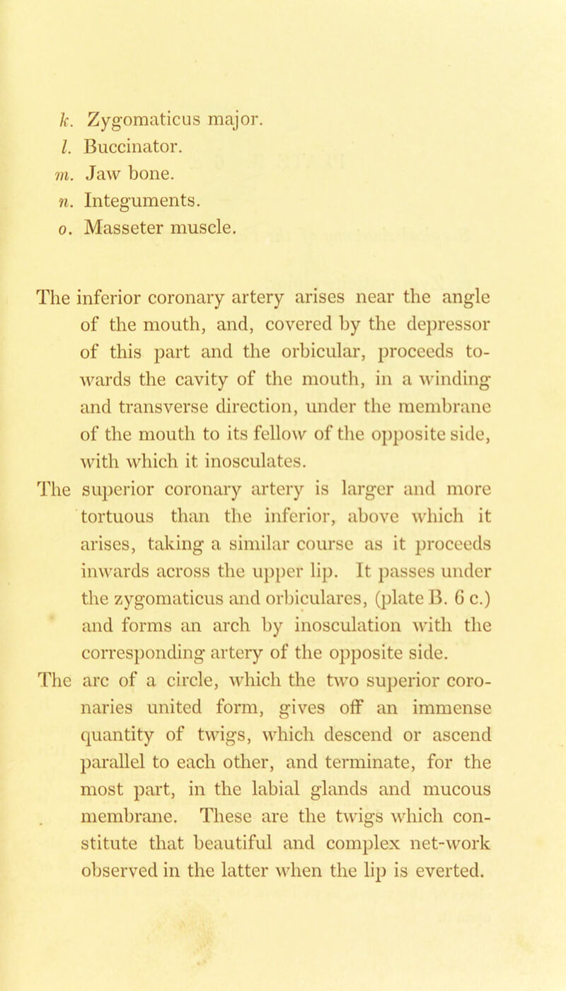 k. ZygomaticLis major, l. Buccinator. 7ti. Jaw bone. n. Integuments. 0. Masseter muscle. The inferior coronary artery arises near the angle of the mouth, and, covered by the depressor of this part and the orbicular, proceeds to- wards the cavity of the mouth, in a winding and transverse direction, under the membrane of the mouth to its fellow of the opposite side, ^vith which it inosculates. The superior coronary artery is larger and more tortuous than the inferior, above which it arises, taking a similar course as it proceeds inwards across the upper lip. It j)asses under the zygomaticus and orbiculares, (plate B. G c.) and forms an arch by inosculation with the corresponding' artery of the opposite side. The arc of a circle, which the two superior coro- naries united form, gives off an immense quantity of twigs, which descend or ascend parallel to each other, and terminate, for the most part, in the labial glands and mucous membrane. These are the twigs which con- stitute that beautiful and complex net-work observed in the latter Avhen the lip is everted.
