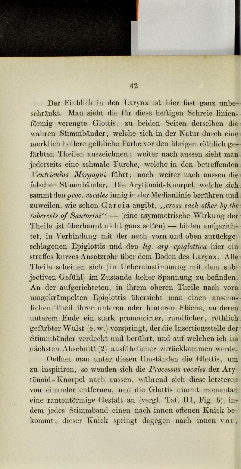 Der Einblick in den Larynx ist hier fast ganz unbe- schränkt. Man sieht die für diese heftigen Schreie linien- förmig verengte Glottis, zu beiden Seiten derselben die wahren Stimmbänder, welche sich in der Natur durch eine merklich hellere gelbliche Farbe vor den übrigen röthlich ge- färbten Theilen auszeichnen ; weiter nach aussen sieht man jederseits eine schmale Furche, welche in den betreffenden Ventriculus Morgagni führt; noch weiter nach aussen die falschen Stimmbänder. Die Arytänoid-Knorpel, welche sich sammt den proc. vocales innig in der Medianlinie berühren und zuweilen, wie schon Garcia angibt, ,,cross eacli other bg the tubercels of Santorini“ — (eine asymmetrische Wirkung der Theile ist überhaupt nicht ganz selten) — bilden aufgerich- tet, in Verbindung mit der nach vorn und oben zurückge- schlagenen Epiglottis und den lig. arg - epiglottica hier ein straffes kurzes Ansatzrohr über dem Boden des Larynx. Alle Theile scheinen sich (in Uebereinstimmung mit dem sub- jectiven Gefühl) im Zustande hoher Spannung zu befinden. An der aufgerichteten, in ihrem oberen Theile nach vorn umgekrämpelten Epiglottis übersieht man einen ansehn- lichen Theil ihrer unteren oder hinteren Fläche, an deren unterem Ende ein stark prononcirter, rundlicher, röthlich gefärbter Wulst (e. w.) vorspringt, der die Insertionsstelle der Stimmbänder verdeckt und berührt, und auf welchen ich im nächsten Abschnitt (2) ausführlicher zurückkommen werde. Oeffnet man unter diesen Umständen die Glottis, um zu inspiriren, so wenden sich die Processus vocales der Ary- tänoid-Knorpel nach aussen, während sich diese letzteren von einander entfernen, und die Glottis nimmt momentan eine rautenförmige Gestalt an (vergl. Taf. III, Fig. 6), in- dem jedes Stimmband einen nach innen offenen Knick be- kommt ; dieser Knick springt dagegen nach innen vor,