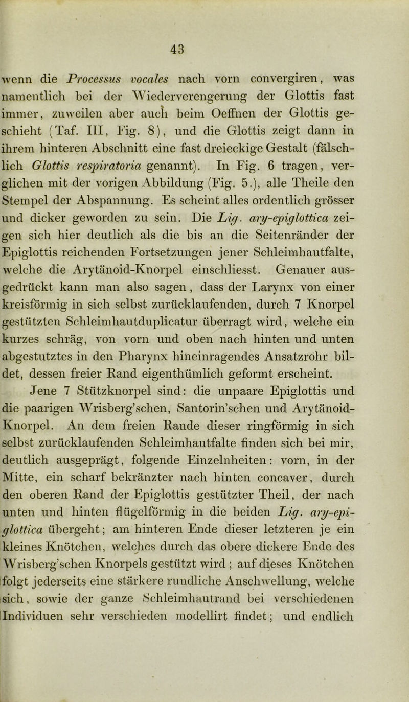 wenn die Processus vocales nach vorn convergiren, was namentlich bei der Wiederverengerung der Glottis fast immer, zuweilen aber auch beim Oeffnen der Glottis ge- schieht (Taf. III, big. 8), und die Glottis zeigt dann in ihrem hinteren Abschnitt eine fast dreieckige Gestalt (fälsch- lich Glottis respiratoria genannt). In Fig. 6 tragen, ver- glichen mit der vorigen Abbildung (Fig. 5.), alle Theile den Stempel der Abspannung. Es scheint alles ordentlich grösser und dicker geworden zu sein. Die Lig. ary-epiglottica zei- gen sich hier deutlich als die bis an die Seitenränder der Epiglottis reichenden Fortsetzungen jener Schleimhautfalte, welche die Arytänoid-Knorpel einschliesst. Genauer aus- gedrückt kann man also sagen, dass der Larynx von einer kreisförmig in sich selbst zurücklaufenden, durch 7 Knorpel gestützten Schleimhautduplicatur überragt wird, welche ein kurzes schräg, von vorn und oben nach hinten und unten abgestutztes in den Pharynx hineinragendes Ansatzrohr bil- det, dessen freier Rand eigentümlich geformt erscheint. Jene 7 Stützknorpel sind: die unpaare Epiglottis und die paarigen Wrisberg’schen, Santorin’schen und Arytänoid- Knorpel. An dem freien Rande dieser ringförmig in sich selbst zurücklaufenden Schleimhautfalte finden sich bei mir, deutlich ausgeprägt, folgende Einzelnheiten: vorn, in der Mitte, ein scharf bekränzter nach hinten concaver, durch den oberen Rand der Epiglottis gestützter Theil, der nach unten und hinten flügelförmig in die beiden Lig. ary-epi- glottica übergeht; am hinteren Ende dieser letzteren je ein kleines Knötchen, welches durch das obere dickere Ende des Wrisberg’schen Knorpels gestützt wird ; auf dieses Knötchen folgt jederseits eine stärkere rundliche Anschwellung, welche sich, sowie der ganze Schleimhautrand bei verschiedenen Individuen sehr verschieden modellirt findet; und endlich