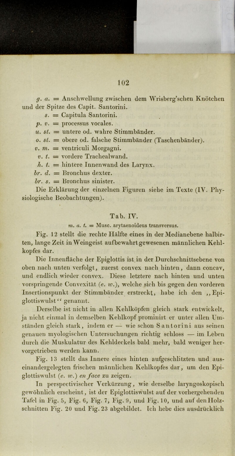 g. a. = Anschwellung zwischen dem Wrisberg’schen Knötchen und der Spitze des Capit. Santorini. s. = Capitula Santorini. p. v. = processus vocales. u. st. = untere od. wahre Stimmbänder. o. st. = obere od. falsche Stimmbänder (Taschenbänder). v. m. = ventriculi Morgagni. v. t. = vordere Trachealwand. h. t. = hintere Innenwand des Larynx. br. d. = Bronchus dexter. br. s. = Bronchus sinister. Die Erklärung der einzelnen Figuren siehe im Texte (IV. Phy- siologische Beobachtungen). Tab. IV. m. a. t. = Muse, arytaenoideus transversus. Fig. 12 stellt die rechte Hälfte eines in der Medianebene halbs- ten, lange Zeit in Weingeist aufbewahrt gewesenen männlichen Kehl- kopfes dar. Die Innenfläche der Epiglottis ist in der Durchschnittsebene von oben nach unten verfolgt, zuerst convex nach hinten, dann concav, und endlich wieder convex. Diese letztere nach hinten und unten vorspringende Convexität (e. w.)} welche sich bis gegen den vorderen Insertionspunkt der Stimmbänder erstreckt, habe ich den ,, Epi- glottiswulst 4f genannt. Derselbe ist nicht in allen Kehlköpfen gleich stark entwickelt, ja nicht einmal in demselben Kehlkopf prominirt er unter allen Um- ständen gleich stark, indem er — wie schon Santorini aus seinen genauen myologischen Untersuchungen richtig schloss — im Leben durch die Muskulatur des Kehldeckels bald mehr, bald weniger her- vorgetrieben werden kann. Fig. 13 stellt das Innere eines hinten aufgeschlitzten und aus- einandergelegten frischen männlichen Kehlkopfes dar, um den Epi- glottiswulst (e. iv.) en face zu zeigen. In perspectivischer Verkürzung, wie derselbe laryngoskopisch gewöhnlich erscheint, ist der Epiglottiswulst auf der vorhergehenden Tafel in Fig. 5, Fig. 6, Fig. 7, Fig. 9, und Fig. 10, und auf denllolz- schnitten Fig. 20 und Fig. 23 abgebildet. Ich hebe dies ausdrücklich