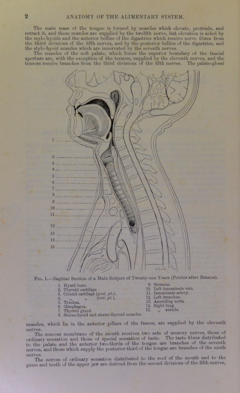 The main mass of the tongue is formed by muscles which elevate, protrude, and retract it, and these muscles are supplied by the twelfth nerve, but elevation is aided by the mylo-hyoids and the anterior bellies of the digastrics which receive nerve fibres from the third divisions of the fifth nerves, and by the posterior bellies of the digastrics, and the stylo-hyoid muscles which are innervated by the seventh nerves. The muscles of the soft palate, which forms the superior boundary of the faucial aperture are, with the exception of the tensors, supplied by the eleventh nerves, and the tensors receive branches from the third divisions of the fifth nerves. The palato-glossi Fig. 1.—Sagittal Section of a Male Subject of Twenty-one \ears (Poirier after Braune). 1. Hyoid bone. 9. Sternum. 2. Thyroid cartilage 10. Left innominate vein. 3. Cricoid cartilage (post. pt.). lh Innominate artery. 4. M (ant.pt.). 12. Left bronchus. 5. Trachea. 13- Ascending aorta. 6. (Esophagus. 1L Right lung. 7. Thyroid gland. 15. >, auricle. 8. Sterno-liyoid and sterno-thyroid muscles. muscles, which lie in the anterior pillars of the fauces, arc supplied by the eleventh nerves. . , The mucous membrane of the mouth receives two sets of sensory nerves, those or ordinary sensation and those of special sensation of taste. The taste fibres distributed to the palate and the anterior two-thirds of the tongue are branches of the seventh nerves, and those which supply the posterior third of the tongue are branches of the ninth nerves. The nerves of ordinary sensation distributed to the roof of the mouth and to the gums and teeth of the upper jaw are derived from the second divisions of the fifth nerves,