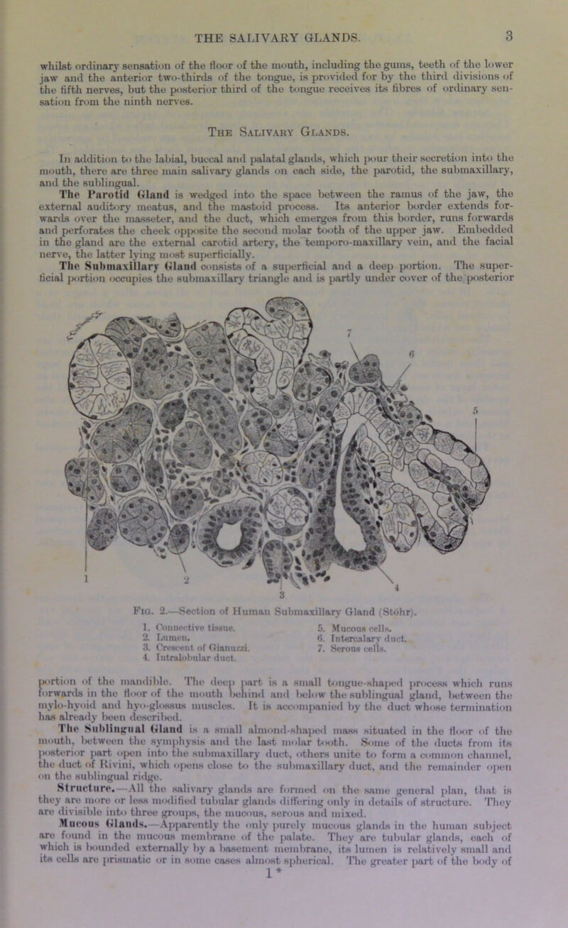 whilst ordinary sensation of the floor of the mouth, including the gums, teeth of the lower jaw and the anterior two-thirds of the tongue, is provided for by the third divisions of the fifth nerves, but the posterior third of the tongue receives its fibres of ordinary sen- sation from the ninth nerves. The Salivary Glands. In addition to the labial, buccal and palatal glands, which pour their secretion into the mouth, there are three main salivary glands on each side, the parotid, the submaxillary, and the sublingual. The Parotid Gland is wedged into the sjiace between the ramus of the jaw, the external auditory meatus, and the mastoid process. Its anterior border extends for- wards over the masseter, and the duct, which emerges from this border, runs forwards and perforates the cheek opposite the second molar tooth of the upper jaw. Embedded in the gland are the external carotid artery, the temporo-max illary vein, and the facial nerve, the latter lying most superficially. The Submaxillar) Gland consists of a superficial and a deep portion. The super- ficial portion occupies the submaxillary triangle and is partly under cover of the posterior Fig. 2.—Section of Human Submaxillary Gland (Stbhr;. 1. Connective tissue. 5. Mucous cells. 2. Lumen. 6. Intercalary duct. 3. Crescent of Gianuzzi. 7. Serous cells. 4. Intralobular duct. portion of the mandible. The deep part is a small tongue-shaped process which runs forwards in the floor of the mouth lielnud and below the sublingual gland, between the ntylo-hyoid and hyo-glossus muscles. It is accompanied by the duet whose termination has already been described. I lie Sublingual Gland is a small almond-shaped mass situated in the floor of the mouth, l>etween the symphysis ami the last molar tooth. Some of the ducts from its posterior part open into the submaxillary duct, others unite to form a common channel, the duct of Rivini, which opens close to the submaxillary duct, and the remainder open on the sublingual ridge. Structure.—All the salivary glands are formed on the same general plan, that is they are more or less modified tubular glands differing only in details of .structure. They are divisible into three groups, the mucous, serous and mixed. Mucous Glands.—Apparently the only purely mucous glands in the human subject arc found in the mucous membrane of the |iulatc. They are tubular glands, each of whicli is Isiunded externally by a basement membrane, its lumen is relatively small and its cells are prismatic or in some cases almost spherical. The greater part of the body of