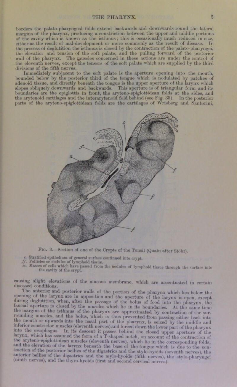 THE PHARYNX. borders the palatopharyngeal folds extend backwards and downwards round the lateral margins of the pharynx, producing a constriction between the upper ami middle portions of the cavity which is known as the isthmus; this is occasionally much reduced in size, either as the result of mal-development or more commonly as the result of disease. In the process of deglutition the isthmus is closed by the contraction of the palato-pharyngei, the elevatioi and tension of the soft palate, and the pulling forward of the posterior wall of the pharynx. The ^uscles concerned in these actions are under the control of the eleventh nerves, except the tensors of the soft palate which are supplied by the third divisions of the fifth nerves. Immediately subjacent to the soft palate is the aperture opening into the mouth, 1 mi uncled below by the jMwterior third of the tongue which is nodulated by patches of adenoid tissue, and directly beneath the tongue is the upper aperture of the larynx which slopes obliquely downwards and backwards. This aperture is of triangular form and its boundaries are the epiglottis in front, the aryteno-epiglottidean folds at the sides, and the arytenoid cartilages and the interarytenoid fold behind (see Fig. ‘.id). In the posterior parts of the aryteno-epiglottidean folds are the cartilages of Wrisberg and Santorini, Fig. 3.—Section of one of the Crypts of the Tonsil (Quain after Stbhr). e. Stratified epithelium of general surface continued into crypt. //. Follicles or uodnles of lymphoid tissue.  Masses of cells which have pnssed from the nod ides of lymphoid tissue through the surface into the cavity of the crypt. causing slight elevations of the mucous membrane, which are accentuated in certain diseased conditions. The anterior and [swterior walls of the jxirtion of the pharynx which lies below the opening of the larynx are in ap|M>sition and the aperture of the larynx isopen, except during deglutition, when, after the jmssage of the bolus of fisid into the pharynx, the faucial aperture is closed by the muscles which lie in its boundaries. At the same time the margins of the Isthmus of the pharynx are approximated by contraction of the sur- rounding muscles, and the l>olus, which is thus prevented from passing either back into the mouth or upwards into the nasal part of the pharynx, is seized by the middle and inferior constrictor muscles (eleventh nerves) and forced down the lower part of the pharynx into the lesophagus. In its descent it passes behind the closed upper aperture of the larynx, which has assumed the form of a T-shaped notch, on account of the contraction of the aryteno-epiglottidean muscles (eleventh nerves), which lie in the corresponding folds, and the elevation of the larynx beneath the base of the tongue which is due to the con- traction of the Imwterinr 1 Millies of the digastrics and the stylo-hyoids (seventh nerves), the anterior bellies of the digastrics and the mylo-hyoids (fifth nerves), the stylo-pharyngei (ninth nerves), and the thyro-hyoids (first and second cervical nerves).