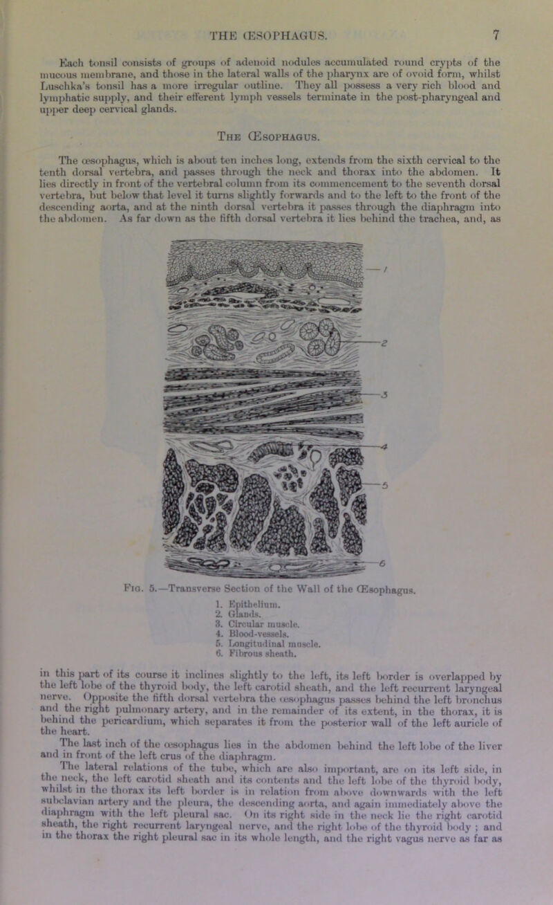 Each tonsil consists of groups of adenoid nodules accumulated round crypts of the mucous membrane, and those in the lateral walls of the pharynx are of ovoid form, whilst Luschka’s tonsil has a more irregular outliue. They all possess a very rich blood and lymphatic supply, and their efferent lymph vessels terminate in the post-pharyngeal and upper deep cervical glands. The GEsophaqus. The oesophagus, which is about ten inches long, extends from the sixth cervical to the tenth dorsal vertebra, and passes through the neck and thorax into the abdomen. It lies directly in front of the vertebral column from its commencement to the seventh dorsal vertebra, but below that level it turns slightly forwards and to the left to the front of the descending aorta, and at the ninth dorsal vertebra it passes through the diaphragm into the abdomen. As far down as the fifth dorsal vertebra it lies behind the trachea, and, as Fia. 5.—Transverse Section of the Wall of the Oesophagus. 1. Epithelium. 2. Glands. 3. Circular muscle. 4. Blood-vessels. 6. Longitudinal muscle. 6. Fibrous sheath. in this j»art of its course it inclines slightly to the left, its left lsirder is overlapped by the left lobe of the thyroid lxaly, the left carotid sheath, and the left recurrent laryngeal nerve. Opposite the fifth dorsal vertebra the (esophagus passes behind the left bronchus and the right pulmonary artery, and in the remainder of its extent, in the thorax, it is behind the pericardium, which separates it from the posterior wall of the left auricle of the heart. The last inch of the (esophagus lies in the abdomen behind the left lobe of the liver and in front of the left crus of the diaphragm. The lateral relations of the tube, which are also important, are on its left side, in the neck, the left carotid sheath and its contents and the left lobe of the thyroid body, whilst in the thorax its left lsirder is in relation from alsive downwards with the left subclavian artery and the pleura, the descending aorta, and again immediately above the diaphragm with the left pleural sac. On its right side in the neck lie the right carotid sheath, the right recurrent laryngeal nerve, and the right lobe of the thyroid body ; and in the thorax the right pleural sac in its whole length, and the right vagus nerve as far as