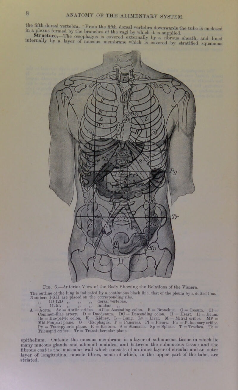 ■?'Ven,hrn iFr0nlthe f2h dorfia11 vertel,rft downwards the tube is enclosed m a plexus formed by the branches of the vagi by which it is supplied. internaHv bv6^ 1 h<3 ,BS;,|,1,agus 'H covfe(1 externally by a fibrous sheath, and lined nternally by a layer of mucous membrane which is covered by stratified squamous Fig. 6.—Anterior View of the Body Showing the Relations of the Viscera. The outline of the lung is indicated by a continuous black line, that of the pleura by a dotted line. Numbers I-XII are placed on the corresponding ribs. „ 1D-12D „ ,, ,, dorsal vertebral. „ 1L-5L „ „ „ lumbar „ A = Aorta. Ao = Aortic orilice. AC = Ascending colon. B = Bronchus. C = Csecum. Cl = Common-iliac artery. D = Duodenum. DC - Descending colon. H = Heart. II = Ileum, lie = Ilio-pelvic colon. K = Kidney. L = Lung. Lv •= Liver. M = Mitral orifice. MP = Mid-Poupart plane. O = (Esophagus. P = Pancreas. PI = Pleura. Pu = Pulmonary orifice. Py = Transpylorio plane. R = Rectum. S = Stomach. Sp = Spleen. T = Trachea. Tc = Tricuspid orifice. Tr = Transtubercular plane. epithelium. Outside the mucous membrane is a layer of submucous tissue in which lie many mucous glands and adenoid nodules, and between the submucous tissue and the fibrous coat is the muscular wall which consists of an inner layer of circular and an outer layer of longitudinal muscle fibres, some of which, in the upper part of the tube, are striated.