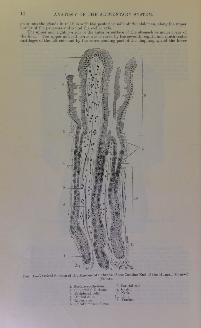 open into the glands in relation with the posterior wall of the abdomen, along the upper border of the pancreas and round the cceliac axis. The upper and right portion of the anterior surface of the stomach is under cover of the liver. The upper and left portion is covered by the seventh, eighth and ninth costal cartilages of the left side and by the corresponding part of the diaphragm, and the lower Fio. 8.—Vertical Section of the Mucous Membrane of the Cardiac End of tho Human Stomach (Stohr). 1. Surface epithelium. 2. Sub-epithelial tissue. 3. Peripheral cells. 4. Central cells. 5. Leucocytes. 6. Smooth muscle fibres. 7. Parietal cell. 8. Gastric pit. 9. Neck. 10. Body. 11. Fundus.