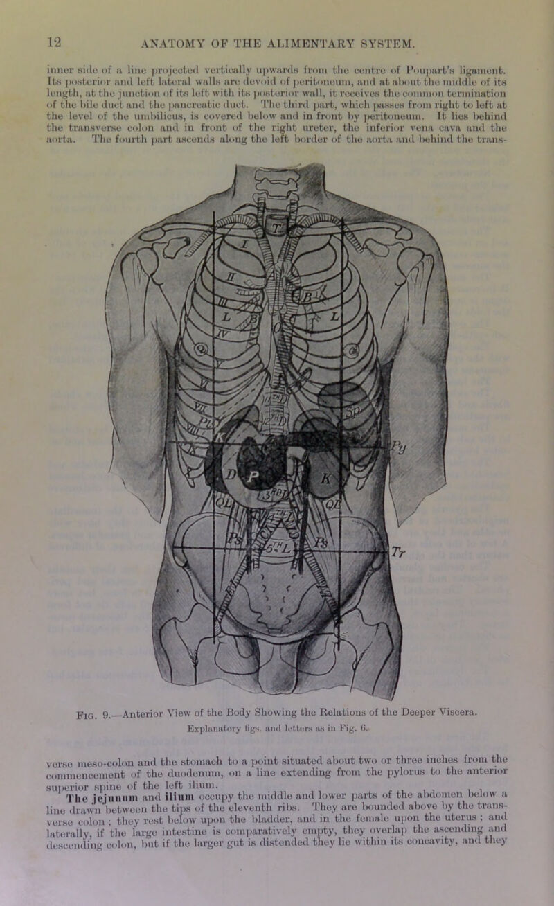 inner side of a line projected vertically upwards from the centre of Poupart’s ligament. Its posterior and left lateral walls are devoid of peritoneum, and at about the middle of its length, at the junction of its left with its posterior wall, it receives the common termination of the bile duct and the pancreatic duct. The third part, which passes from right to left at the level of the umbilicus, is covered below and in front by peritoneum. It lies behind the transverse colon and in front of the right ureter, the inferior vena cava and the aorta. The fourth part ascends along the left border of the aorta and behind the trans- pIG 9 Anterior View of the Body Showing the Relations of the Deeper Viscera. Explanatory ligs. and letters as in Fig. 6. verse meso-colon and the stomach to a point situated about two or three inches from the commencement of the duodenum, on a line extending from the pylorus to the anterior superior spine of the left ilium. The jejunum and ilium occupy the middle and lower parts of the abdomen below a line drawn between the tips of the eleventh ribs. They are bounded above by the trans- verse colon ; they rest below upon the bladder, and in the female upon the uterus ; and laterally, if the large intestine is comparatively empty, they overlap the ascending and descending colon, but if the larger gut is distended they lie within its concavity, and they