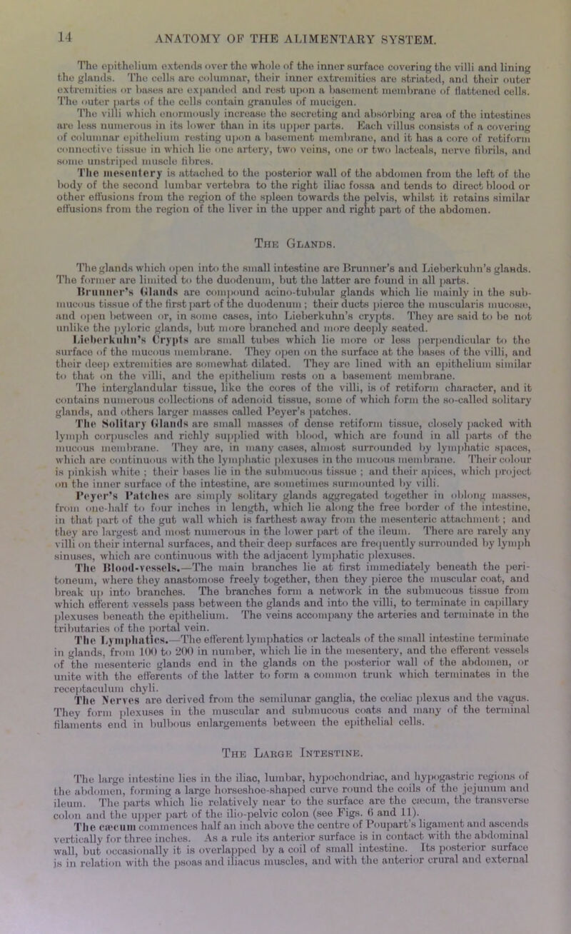 The epithelium extends over the whole of the inner surface covering the villi and lining the glands. The cells are columnar, their inner extremities are striated, and their outer extremities or bases are expanded and rest upon a basement membrane of flattened cells. The outer parts of the cells contain granules of mucigen. The villi which enormously increase the secreting and absorbing area of the intestines are less numerous in its lower than in its upper parts. Each villus consists of a covering of columnar epithelium resting upon a basement membrane, and it has a core of retiform connective tissue in which lie one artery, two veins, one or two lacteals, nerve fibrils, and some unstriped muscle fibres. The mesentery is attached to the posterior wall of the abdomen from the left of the body of the second lumbar vertebra to the right iliac fossa and tends to direct blood or other effusions from the region of the spleen towards the pelvis, whilst it retains similar effusions from the region of the liver in the upper and right part of the abdomen. The Glands. The glands which open into the small intestine are Brunner’s and Lieberkuhn’s glaHds. The former are limited to the duodenum, but the latter are found in all parts. Brunner’s (Hands are compound acino-tubular glands which lie mainly in the sub- mucous tissue of the first part of the duodenum ; their ducts pierce the muscularis mucosa?, and open between or, in some cases, into Lieberkuhn’s crypts. They are said to be not unlike the pyloric glands, but more branched and more deeply seated. Lieberkuhn’s Crypts are small tubes which lie more or less perpendicular to the surface of the mucous membrane. They open on the surface at the bases of the villi, and their deep extremities are somewhat dilated. They are lined with an epithelium similar to that on the villi, and the epithelium rests on a basement membrane. The interglandular tissue, like the cores of the villi, is of retiform character, and it contains numerous collections of adenoid tissue, some of which form the so-called solitary glands, and others larger masses called Peyer’s patches. The Solitary (Hands are small masses of dense retiform tissue, closely packed with lymph corpuscles and richly supplied with blood, which are found in all parts of the mucous membrane. They are, in many cases, almost surrounded by lymphatic spaces, which are continuous with the lymphatic plexuses in the mucous membrane. Their colour is pinkish white ; their bases lie in the submucous tissue ; and their apices, which project on the inner surface of the intestine, are sometimes surmounted by villi. Peyer’s Patches are simply solitary glands aggregated together in oblong masses, from one-half to four inches in length, which lie along the free border of the intastine, in that part of the gut wall which is farthest away from the mesenteric attachment; and they are largest and most numerous in the lower part of the ileum. There are rarely any villi on their internal surfaces, and their deep surfaces are frequently surrounded by lymph sinuses, which are continuous with the adjacent lymphatic plexuses. The Blood-vessels.—The main branches lie at first immediately beneath the peri- toneum, where they anastomose freely together, then they pierce the muscular coat, and break up into branches. The branches form a network in the submucous tissue from which efferent vessels pass between the glands and into the villi, to terminate in capillary plexuses beneath the epithelium. The veins accompany the arteries and terminate in tho tributaries of the portal vein. The Lymphatics.—The efferent lymphatics or lacteals of the small intestine terminate in glands, from KM) to 200 in number, which lie in the mesentery, and tho efferent vessels of the mesenteric glands end in the glands on the posterior wall of the abdomen, or unite with the efferents of the latter to form a common trunk which terminates in the receptaculum chyli. The Nerves are derived from the semilunar ganglia, the cceliac plexus and the vagus. They form plexuses in the muscular and submucous coats and many of the terminal filaments end in bulbous enlargements between the epithelial cells. The Large Intestine. The large intestine lies in the iliac, lumbar, hypochondriac, and hypogastric regions of the abdomen, forming a large horseshoe-shaped curve round the coils of the jejunum and ileum. The parts which lie relatively near to the surface are the ciecum, the transverse colon and the upper part of the ilio-pelvic colon (see Figs, (i and 11). The ctecum commences half an inch above the centre of Poupart s ligament and ascends vertically for three inches. As a rule its anterior surface is in contact with the abdominal wall, but occasionally it is overlapped by a coil of small intestine. Its posterior surface js in relation with the psoas and iliacus muscles, and with the anterior crural and external