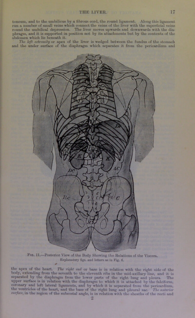 toneum, and to the umbilicus by a fibrous cord, the round ligament. Along this ligament run a number of small veins which connect the veins of the liver with the superficial veins round the umbilical depression. The liver moves upwards and downwards with the dia- phragm, and it is supported in position not by its attachments but by the contents of the abdomen which lie beneath it. The left extremity or apex of the liver is wedged between the fundus of the stomach and the under surface of the diaphragm which separates it from the pericardium and Explanatory figs, and letters as in Fig. 6. * the ajtex of the heart. The right end or base is in relation with the right side of the Ixidy, extending from the seventh to the eleventh ribs in the mid-axillary line, and it is separated by the diaphragm from the lower jiarts of the right lung and pleura. The upper surface is in relation with the diaphragm to which it is attached by the falciform, coronary and left lateral ligaments, and by which it is sejwirated from the pericardium, the ventricles of the heart, and the base of the right lung and pleural sac. The anterior turface, in the region of the subcostal angle, is in relation with the sheaths of the recti and 2