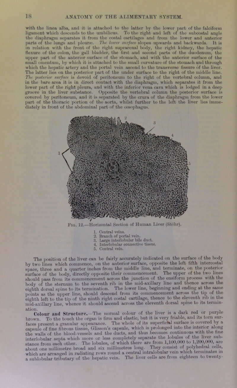 with the linea alba, anti it is attached to the latter by the lower part of the falciform ligament which descends to the umbilicus. To the right anti left of the subcostal angle the diaphragm separates it from the costal cartilages and from the lower and anterior |>arts of the lungs and pleura. The lower surface slopes upwards and backwards. It is in relation with the front of the right suprarenal body, the right kidney, the hepatic flexure of the colon, the gall bladder, the first and second parts of the duodonum, the upper part of the anterior surface of the stomach, and with the anterior surface of the small omentum, by which it is attached to the small curvature of the stomach and through which the hepatic artery and the portal vein ascend to the transverse fissure of the liver. The latter lies on the posterior part of the under surface to the right of the middle line. The ’posterior surface is devoid of peritoneum to the right of the vertebral column, and in the bare area it is in direct contact with the diaphragm, which separates it from the lower part of the right pleura, and with the inferior vena cava which is lodged in a deep groove in the liver substance. < Ipposite the vertebral column the posterior surface is covered by peritoneum, and it is separated by the crura of the diaphragm from the lower part of the thoracic portion of the aorta, whilst further to the left the liver lies imme- diately in front of the abdominal part of the oesophagus. Fig. 12.—Horizontal Section of Human Liver (Stdhr). 1. Central veins. 2. Branch of portal vein. 3. Large interlobular bile duct. 4. Interlobular connective tissue. 5. Central vein. The position of the liver can be fairly accurately indicated on the surface of the body by two lines which commence, on the anterior surface, opposite the left fifth intercostal space, three and a ijuarter inches from the middle line, and terminate, on the posterioi surface of the body, directly opposite their commencement. The upper of the two lines should pass from its commencement across the junction of the ensiform process with the body of the sternum to the seventh rib in the mid-axillary line and thence across the eighth dorsal spine to its termination. The lower line, beginning and ending at the same points as the upper line, should descend from its commencement across the tip of the eighth left to the tip of the ninth right costal cartilage, thence to the eleventh rib in the mid-axillary line, whence it should ascend across the eleventh dorsal spine to its termin- ation. . , . Colour and Structure.—The normal colour of the liver is a dark red or purple brown. To the touch the organ is firm and elastic, but it is very friable, and its torn sur- faces present a granular appearance. The whole of its superficial surface is covered by a capsule of fine fibrous tissue, Glisson’s capsule, which is prolonged into the interior along the walls of the blood-vessels and the ducts, and thus becomes continuous with the hue interlobular septa which more or less completely separate the lobules of the liver sub- stance from each other. The lobules, of which there are from 1,100,000 to 1,200, (MX), are about one millimetre broad and six millimetres long. They consist of polyhedral cells, which are arranged in radiating rows round a central intralobular vein winch terminates m a sublobular tributary of the hepatic vein. The liver cells are from eighteen to twenty-