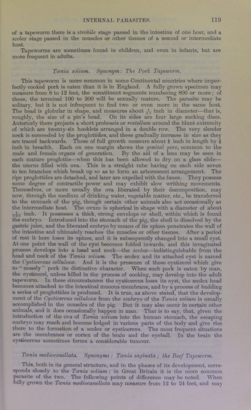 of a tapeworm there is a strobile stage passed in the intestine of one host, and a scolex stage passed in the muscles or other tissues of a second or intermediate host. Tapeworms are sometimes found in children, and even in infants, but are more frequent in adults. Tania solium. Synonym: The Pork Tapeworm. This tapeworm is more common in some Continental countries where imper- fectly cooked pork is eaten than it is in England. A fully grown specimen may measure from 8 to 12 feet, the constituent segments numbering 800 or more; of these, the terminal 100 to 200 will he sexually mature. The parasite may be solitary, but it is not infrequent to find two or even more in the same host. The head is globular in shape, and measures about T}. inch in diameter—that is, roughly, the size of a pin’s head. On its sides are four large sucking discs. Anteriorly there projects a short proboscis or rostellum around the blunt extremity of which are twenty-six hooklets arranged in a double row. The very slender neck is succeeded by the proglottides, and these gradually increase in size as they are traced backwards. Those of full growth measure about d inch in length by i inch in breadth. Each on one margin shows the genital pore, common to the male and female organs of generation. By the aid of a lens may be seen in each mature proglottis—when this has been allowed to dry on a glass slide— the uterus filled with ova. This is a straight tulie having on each side seven to ten branches which break up so as to form an arborescent arrangement. The ripe proglottides are detached, and later are expelled with the faeces. They possess some degree of contractile power and may exhibit slow writhing movements. Themselves, or more usually the ova liberated by their decomposition, may now, through the medium of drinking water, vegetable matter, etc., be transferred to the stomach of the pig, though certain other animals also act occasionally as the intermediate host. The ovum is spherical in shape with a diameter of about inch. It possesses a thick, strong envelope or shell, within which is found the embryo. Introduced into the stomach of the pig, the shell is dissolved by the gastric juice, and the liberated embryo by means of its spines penetrates the wall of the intestine and ultimately reaches the muscles or other tissues. After a period of rest it here loses its spines, and it is subsequently changed into a small cyst. At one point the wall of the cyst becomes folded inwards, and this invaginated process develops into a head and neck—the scolex—indistinguishable from the head and neck of the Tania solium. The scolex and its attached cyst is named the Cysticercus cellulosa. And it is the presence of these cysticerci which give to “measly” pork its distinctive character. When such pork is eaten by man, the cysticerci, unless killed in the process of cooking, may develop into the adult tapeworm. In these circumstances the cysticercus loses its cyst, the scolex head becomes attached to the intestinal mucous membrane, and by a process of budding a series of proglottides is produced. It is true, as above stated, that the develop- ment of the Cysticercus cellulosa from the embryo of the Tania solium is usually accomplished in the muscles of the pig. But it may also occur in certain other animals, and it does occasionally happen in man. That is to say, that, given the introduction of the ova of Tania solium into the human stomach, the escaping embryo may reach and become lodged in various parts of the body and give rise there to the formation of a scolex or cysticercus. The most frequent situations are the membranes or cortex of the brain and the eyeball. In the brain the cysticercus sometimes forms a considerable tumour. Tania mcdiocanellata. Synonyms : Tania saginata ; the Beef Tapeworm. This, both in its general structure, and in the phases of its development, corre- sponds closely to the Tania solium ; in Great Britain it is the more common parasite of the two. The following points of difference may be noted. When fully grown the Tania mcdiocanellata may measure from 12 to 24 feet, and may