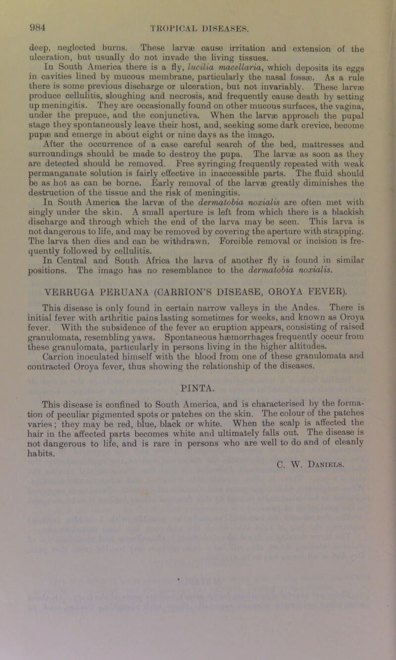 deep, neglected burns. These larvae cause irritation and extension of the ulceration, but usually do not invade the living tissues. In South America there is a fly, lucilia macellaria, which deposits its eggs in cavities lined by mucous membrane, particularly the nasal fossie. As a rule there is some previous discharge or ulceration, but not invariably. These larvte produce cellulitis, sloughing and necrosis, and frequently cause death by setting up meningitis. They are occasionally found on other mucous surfaces, the vagina, under the prepuce, and the conjunctiva. When the larvie approach the pupal stage they spontaneously leave their host, and, seeking some dark crevice, become pupie and emerge in about eight or nine days as the imago. After the occurrence of a case careful search of the bed, mattresses and surroundings should be made to destroy the pupa. The larvae as soon as they are detected should be removed. Free syringing frequently repeated with weak permanganate solution is fairly effective in inaccessible parts. The fluid should be as hot as can be borne. Early removal of the larvae greatly diminishes the destruction of the tissue and the risk of meningitis. In South America the larvae of the derinatobia noxialis are often met with singly under the skin. A small aperture is left from which there is a blackish discharge and through which the end of the larva may be seen. This larva is not dangerous to life, and may be removed by covering the aperture with strapping. The larva then dies and can be withdrawn. Forcible removal or incision is fre- quently followed by cellulitis. In Centi’al and South Africa the larva of another fly is found in similar positions. The imago has no resemblance to the derinatobia noxialis. VERRUGA PERUANA (CARRION’S DISEASE, OROYA FEVER). This disease is only found in certain narrow valleys in the Andes. There is initial fever with arthritic pains lasting sometimes for weeks, and known as Oroya fever. With the subsidence of the fever an eruption appears, consisting of raised granulomata, resembling yaws. Spontaneous hemorrhages frequently occur from these granulomata, particularly in persons living in the higher altitudes. Carrion inoculated himself with the blood from one of these granulomata and contracted Oroya fever, thus showing the relationship of the diseases. PINTA. This disease is confined to South America, and is characterised by the forma- tion of peculiar pigmented spots or patches on the skin. The colour of the patches varies; they may be red, blue, black or white. When the scalp is affected the hair in the affected parts becomes white and ultimately falls out. The disease is not dangerous to life, and is rare in persons who are well to do and of cleanly habits. C. W. Danikus.