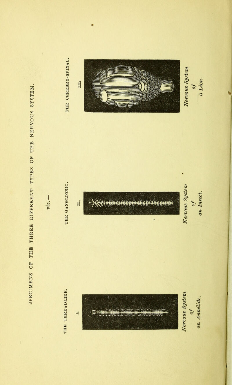 SPECIMENS OF THE THREE DIFFERENT TYPES OF THE NERVOUS SYSTEM. Nervous System Nervous System * Nervous System