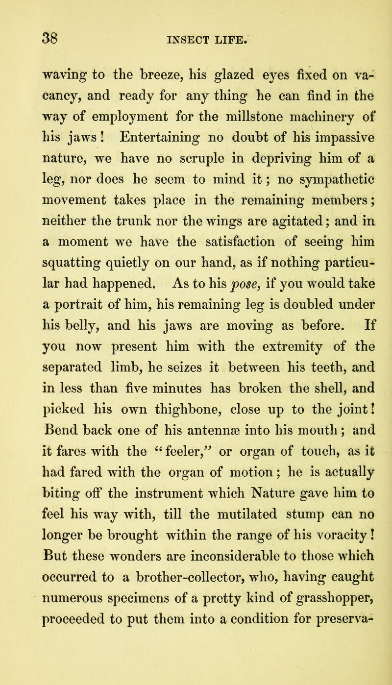 waving to the breeze, his glazed eyes fixed on va- cancy, and ready for any thing he can find in the way of employment for the millstone machinery of his jaws ! Entertaining no doubt of his impassive nature, we have no scruple in depriving him of a leg, nor does he seem to mind it; no sympathetic movement takes place in the remaining members; neither the trunk nor the wings are agitated; and in a moment we have the satisfaction of seeing him squatting quietly on our hand, as if nothing particu- lar had happened. As to his pose, if you would take a portrait of him, his remaining leg is doubled under his belly, and his jaws are moving as before. If you now present him with the extremity of the separated limb, he seizes it between hi3 teeth, and in less than five minutes has broken the shell, and picked his own thighbone, close up to the joint! Bend back one of his antennae into his mouth; and it fares with the “ feeler,” or organ of touch, as it had fared with the organ of motion; he is actually biting off the instrument which Nature gave him to feel his way with, till the mutilated stump can no longer be brought within the range of his voracity ! But these wonders are inconsiderable to those which occurred to a brother-collector, who, having caught numerous specimens of a pretty kind of grasshopper, proceeded to put them into a condition for preserva-