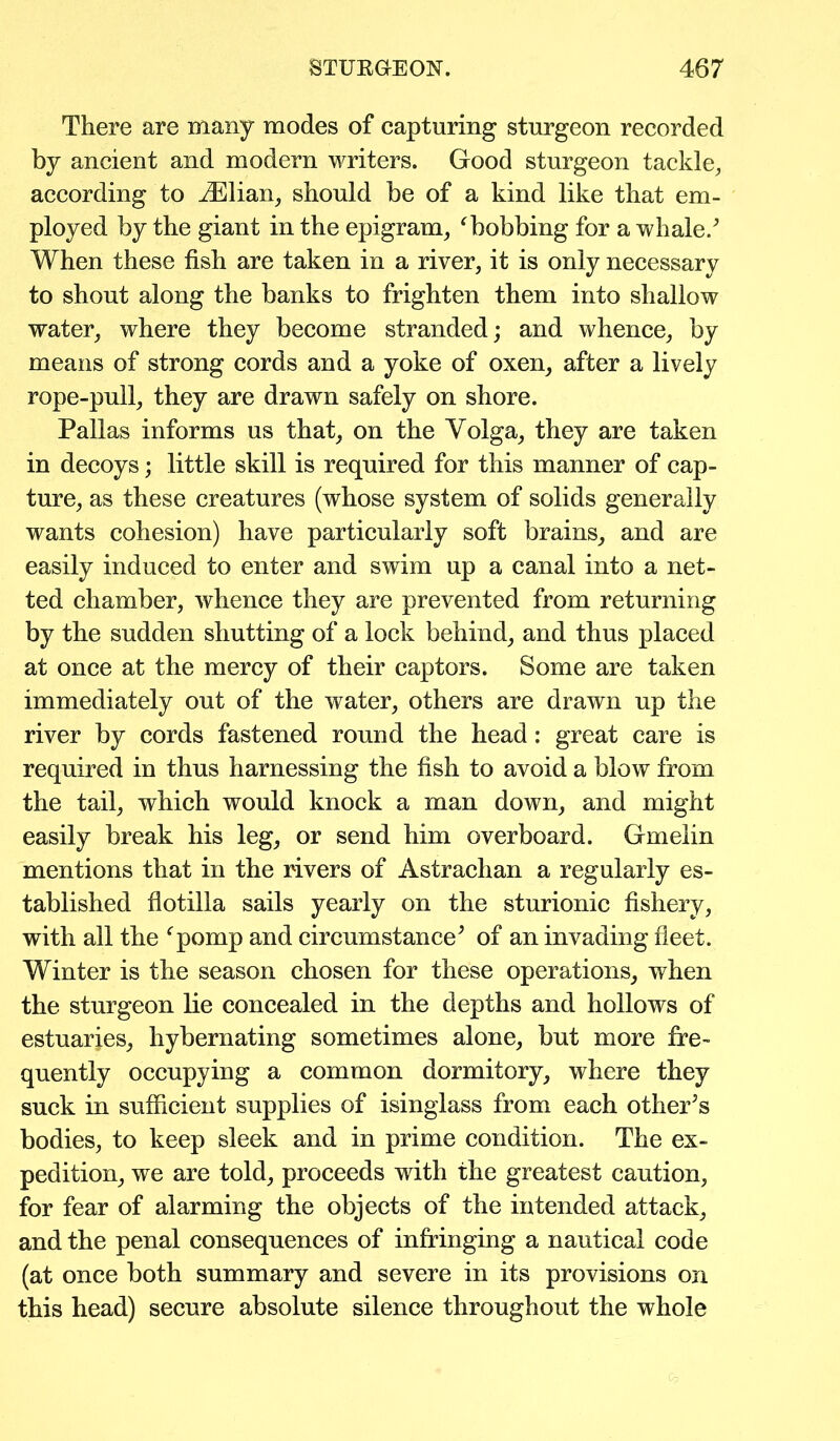 There are many modes of capturing sturgeon recorded by ancient and modern writers. Good sturgeon tackle, according to iElian, should be of a kind like that em- ployed by the giant in the epigram, f bobbing for a whale/ When these fish are taken in a river, it is only necessary to shout along the banks to frighten them into shallow water, where they become stranded; and whence, by means of strong cords and a yoke of oxen, after a lively rope-pull, they are drawn safely on shore. Pallas informs us that, on the Volga, they are taken in decoys; little skill is required for this manner of cap- ture, as these creatures (whose system of solids generally wants cohesion) have particularly soft brains, and are easily induced to enter and swim up a canal into a net- ted chamber, whence they are prevented from returning by the sudden shutting of a lock behind, and thus placed at once at the mercy of their captors. Some are taken immediately out of the water, others are drawn up the river by cords fastened round the head: great care is required in thus harnessing the fish to avoid a blow from the tail, which would knock a man down, and might easily break his leg, or send him overboard. Gmelin mentions that in the rivers of Astrachan a regularly es- tablished flotilla sails yearly on the sturionic fishery, with all the fpomp and circumstance’ of an invading fleet. Winter is the season chosen for these operations, when the sturgeon lie concealed in the depths and hollows of estuaries, hybernating sometimes alone, but more fre- quently occupying a common dormitory, where they suck in sufficient supplies of isinglass from each other’s bodies, to keep sleek and in prime condition. The ex- pedition, we are told, proceeds with the greatest caution, for fear of alarming the objects of the intended attack, and the penal consequences of infringing a nautical code (at once both summary and severe in its provisions on this head) secure absolute silence throughout the whole