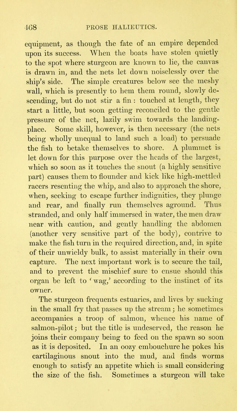 equipment, as though the fate of an empire depended upon its success. When the boats have stolen quietly to the spot where sturgeon are known to lie, the canvas is drawn in, and the nets let down noiselessly over the ship’s side. The simple creatures below see the meshy wall, which is presently to hem them round, slowly de- scending, hut do not stir a fin : touched at length, they start a little, but soon getting reconciled to the gentle pressure of the net, lazily swim towards the landing- place. Some skill, however, is then necessary (the nets being wholly unequal to land such a load) to persuade the fish to betake themselves to shore. A plummet is let down for this purpose over the heads of the largest, which so soon as it touches the snout (a highly sensitive part) causes them to flounder and kick like high-mettled racers resenting the whip, and also to approach the shore, Avhen, seeking to escape further indignities, they plunge and rear, and finally run themselves aground. Thus stranded, and only half immersed in water, the men draw near with caution, and gently handling the abdomen (another very sensitive part of the body), contrive to make the fish turn in the required direction, and, in spite of their unwieldy bulk, to assist materially in their own capture. The next important work is to secure the tail, and to prevent the mischief sure to ensue should this organ be left to e wag/ according to the instinct of its owner. The sturgeon frequents estuaries, and lives by sucking in the small fry that passes up the stream; he sometimes accompanies a troop of salmon, whence his name of salmon-pilot; but the title is undeserved, the reason he joins their company being to feed on the spawn so soon as it is deposited. In an oozy embouchure he pokes his cartilaginous snout into the mud, and finds worms enough to satisfy an appetite which is small considering the size of the fish. Sometimes a sturgeon will take