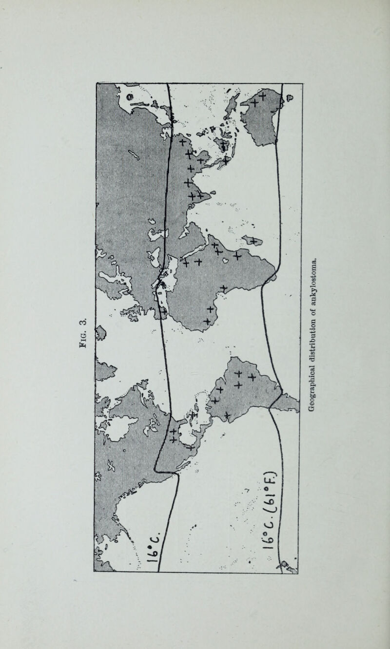 Fig. Geographical distribution of ankylostoma.