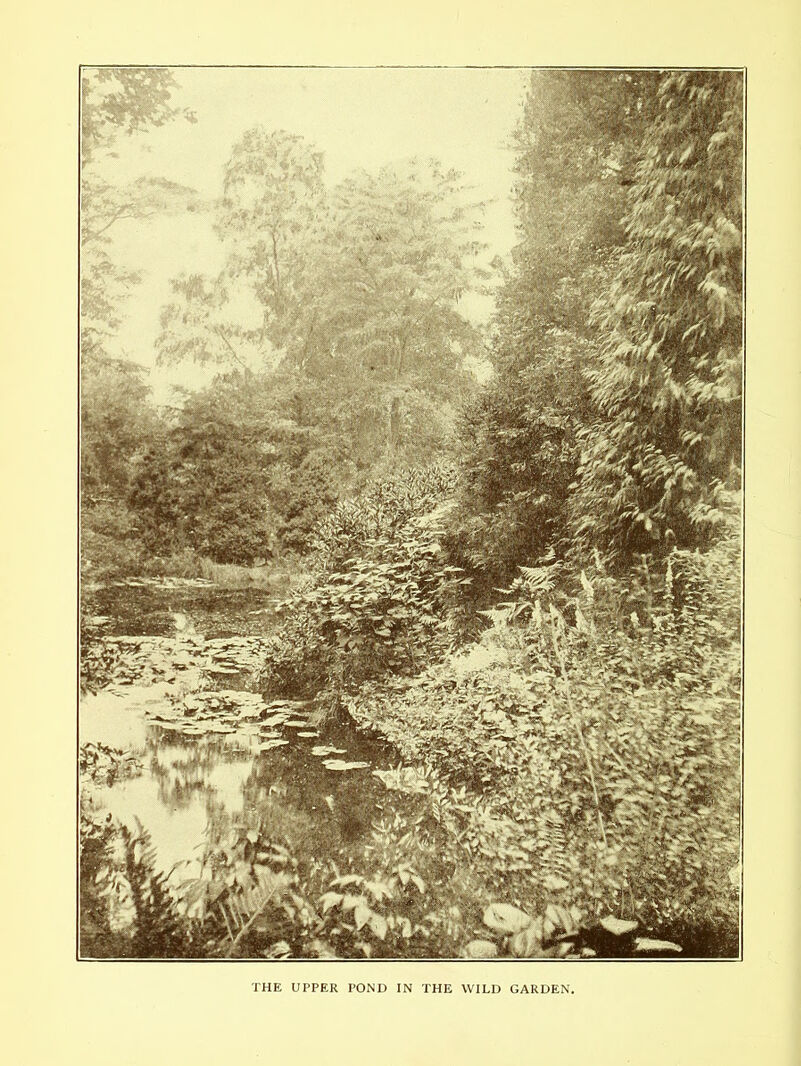THE UPPER POND IN THE WILD GARDEN,
