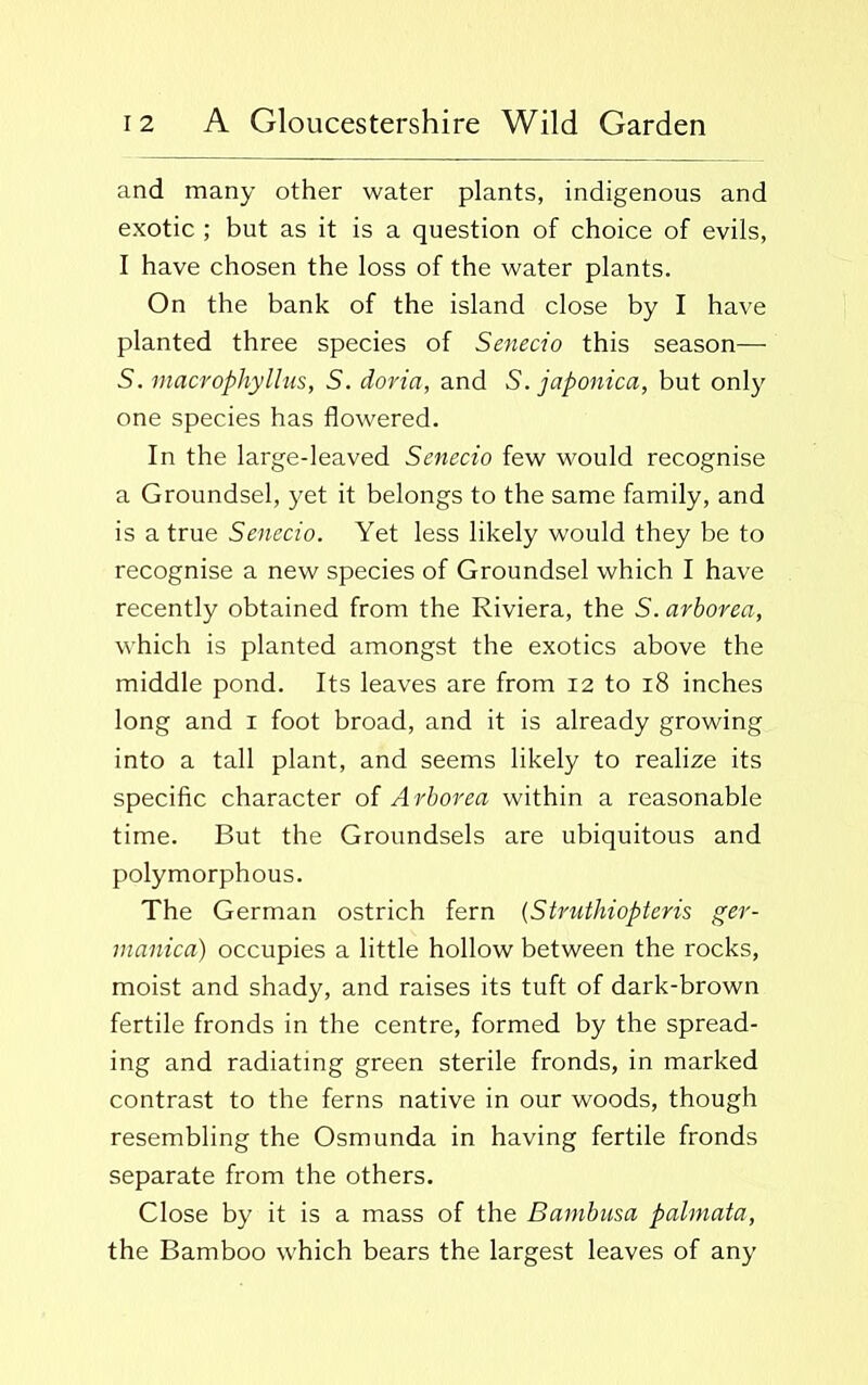 and many other water plants, indigenous and exotic ; but as it is a question of choice of evils, I have chosen the loss of the water plants. On the bank of the island close by I have planted three species of Senecio this season— S. macrophyllus, S. doria, and S. japonica, but only one species has flowered. In the large-leaved Senecio few would recognise a Groundsel, yet it belongs to the same family, and is a true Senecio. Yet less likely would they be to recognise a new species of Groundsel which I have recently obtained from the Riviera, the S. arborea, which is planted amongst the exotics above the middle pond. Its leaves are from 12 to 18 inches long and 1 foot broad, and it is already growing into a tall plant, and seems likely to realize its specific character of Arborea within a reasonable time. But the Groundsels are ubiquitous and polymorphous. The German ostrich fern (Struthiopteris ger- inanica) occupies a little hollow between the rocks, moist and shady, and raises its tuft of dark-brown fertile fronds in the centre, formed by the spread- ing and radiating green sterile fronds, in marked contrast to the ferns native in our woods, though resembling the Osmunda in having fertile fronds separate from the others. Close by it is a mass of the Barnbusa palmata, the Bamboo which bears the largest leaves of any