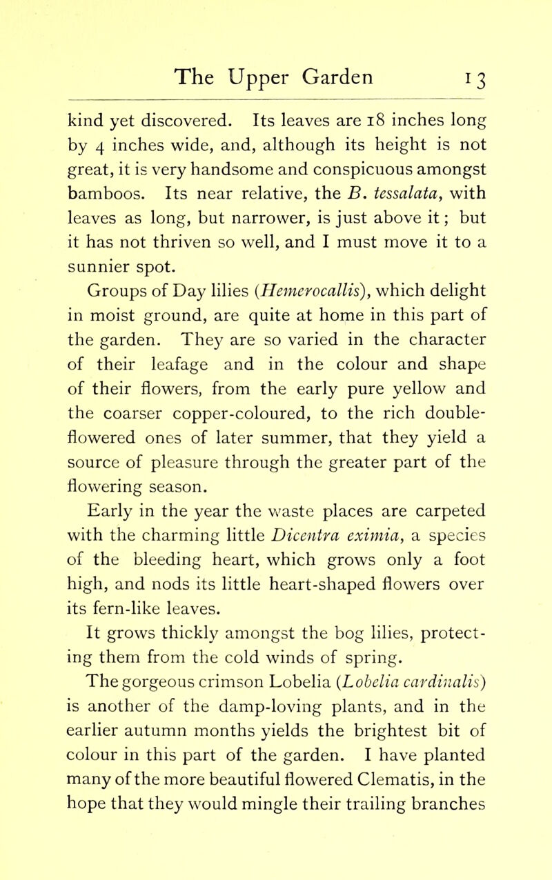 kind yet discovered. Its leaves are 18 inches long by 4 inches wide, and, although its height is not great, it is very handsome and conspicuous amongst bamboos. Its near relative, the B. tessalata, with leaves as long, but narrower, is just above it; but it has not thriven so well, and I must move it to a sunnier spot. Groups of Day lilies (Hemerocallis), which delight in moist ground, are quite at home in this part of the garden. They are so varied in the character of their leafage and in the colour and shape of their flowers, from the early pure yellow and the coarser copper-coloured, to the rich double- flowered ones of later summer, that they yield a source of pleasure through the greater part of the flowering season. Early in the year the waste places are carpeted with the charming little Dicentra eximia, a species of the bleeding heart, which grows only a foot high, and nods its little heart-shaped flowers over its fern-like leaves. It grows thickly amongst the bog lilies, protect- ing them from the cold winds of spring. The gorgeous crimson Lobelia (Lobelia cardinalis) is another of the damp-loving plants, and in the earlier autumn months yields the brightest bit of colour in this part of the garden. I have planted many of the more beautiful flowered Clematis, in the hope that they would mingle their trailing branches