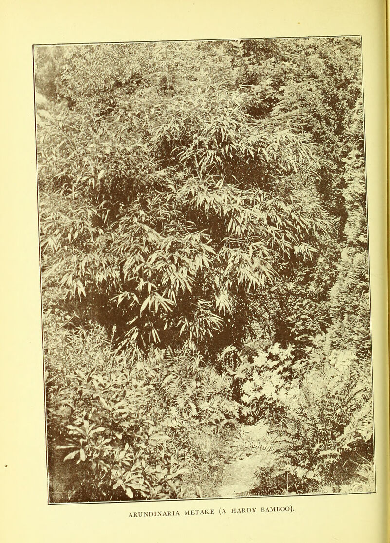 arundinaria metake (a hardy bamboo).