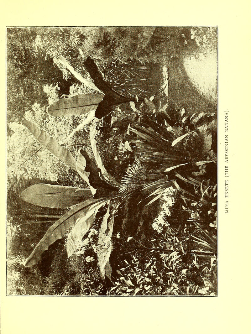 MUSA ENSETE (THE ABYSSINIAN BANANA).
