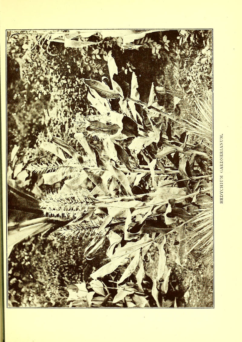 HEDYCH1UM GARDNERIANUM.